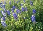 Bluebonnets near College Station