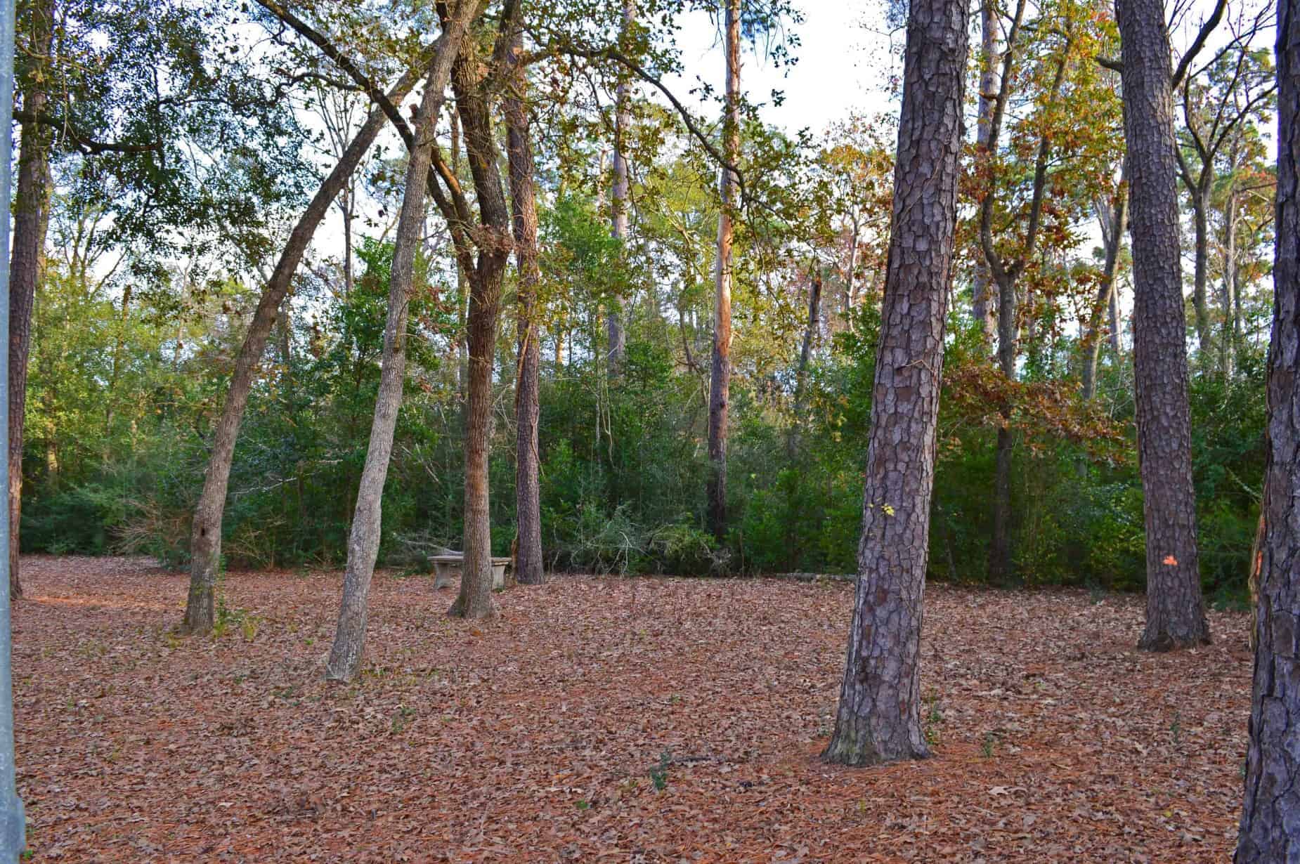 A clearing in Memorial Park in Houston TX