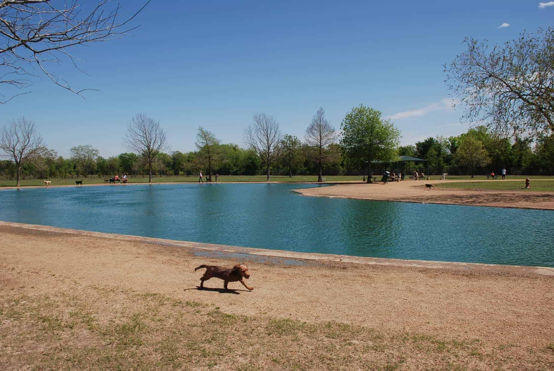 Dog Pool at Millie Bush Dog Park in George Bush Park Houston TX