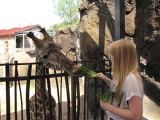 Giraffes at Houston Zoo in Houston TX