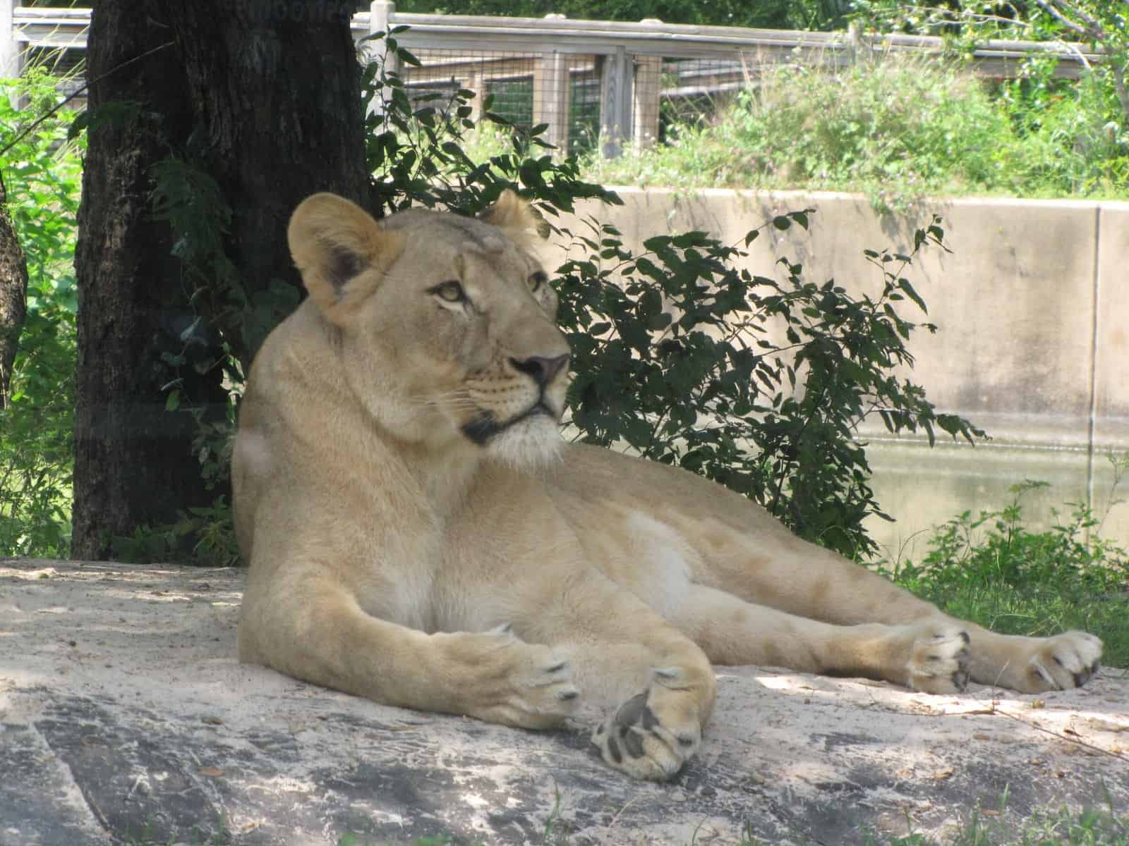 Lioness in the Houston Zoo in Houston TX