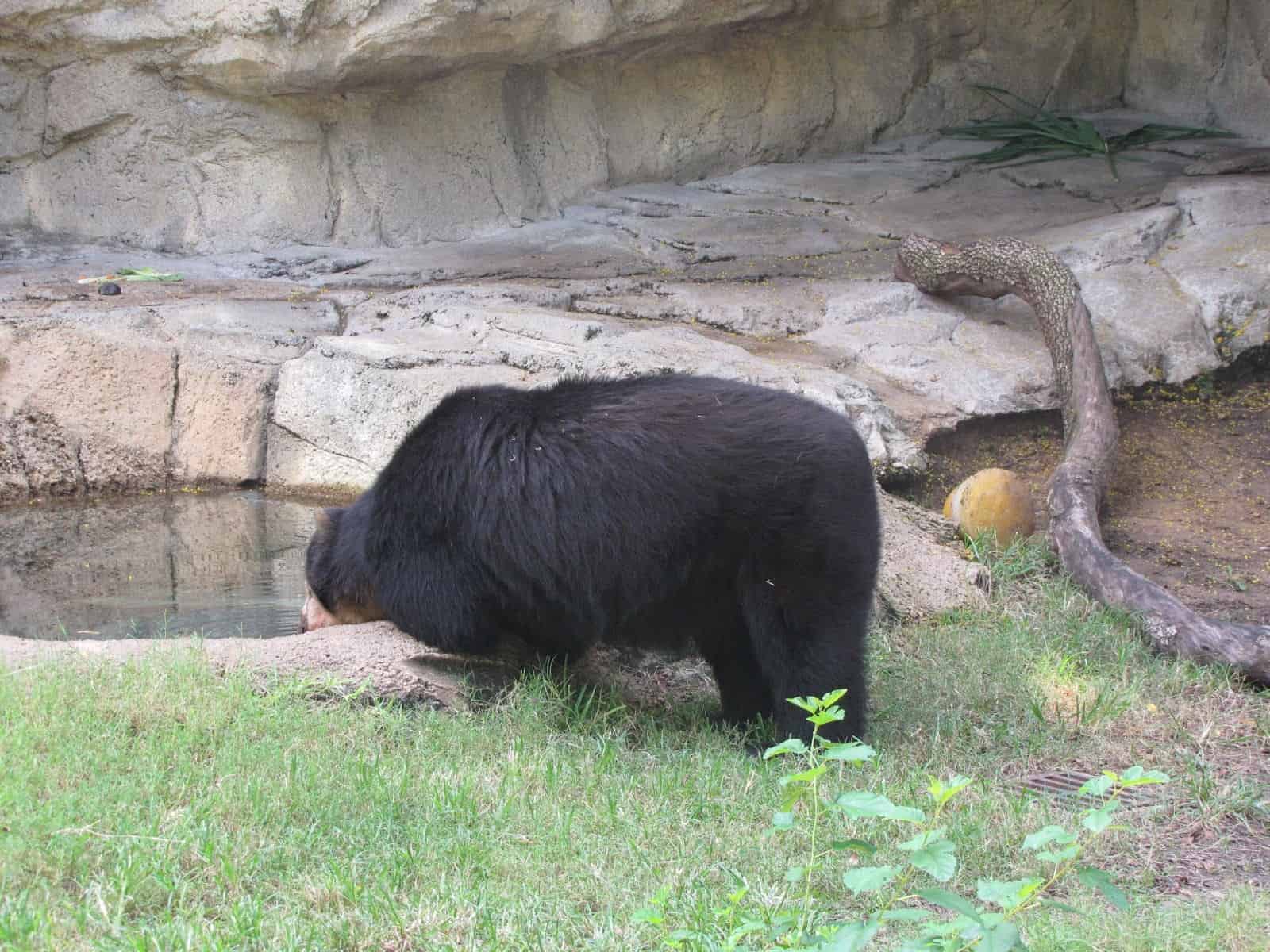 Andean Bear at Houston Zoo in Houston TX