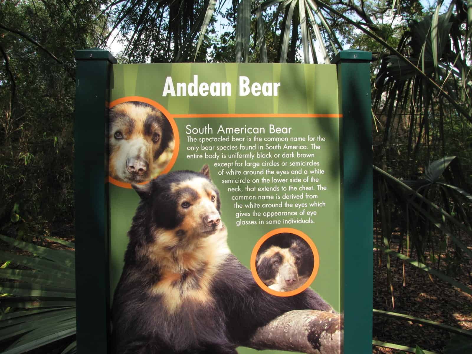 Andean Bear at Houston Zoo in Houston TX