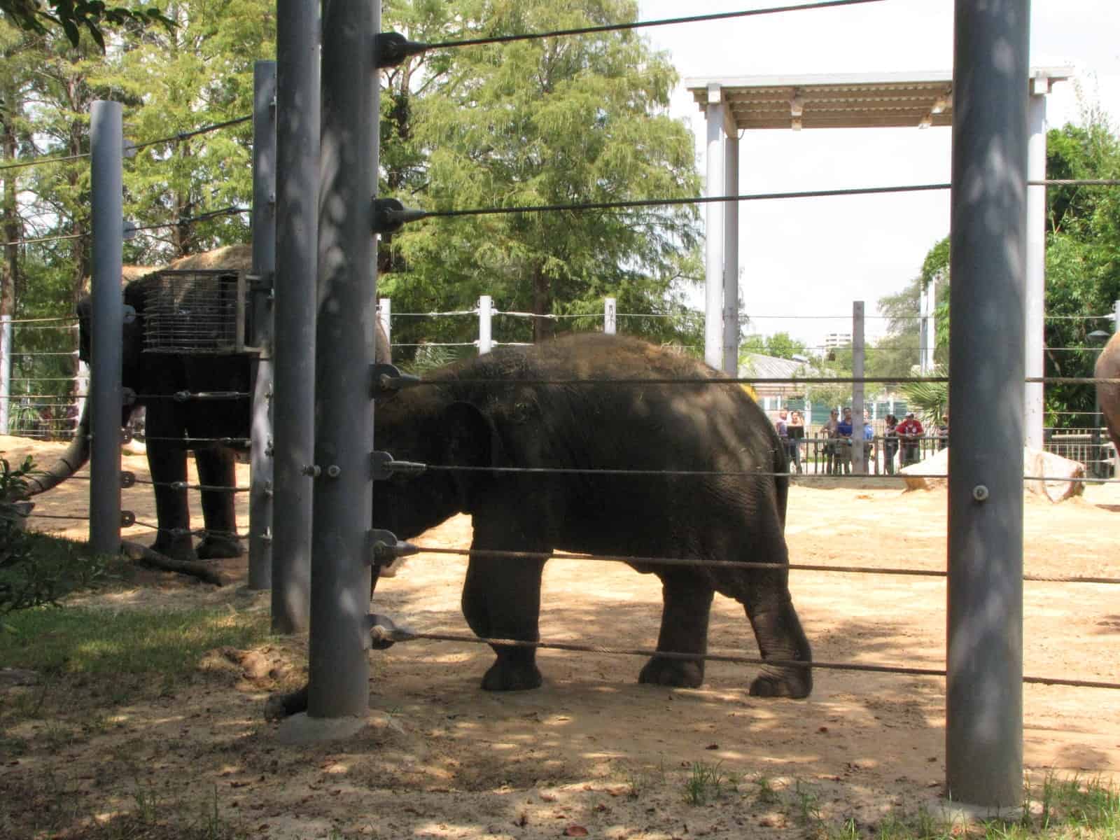 Asian Elephant at Houston Zoo in Houston TX