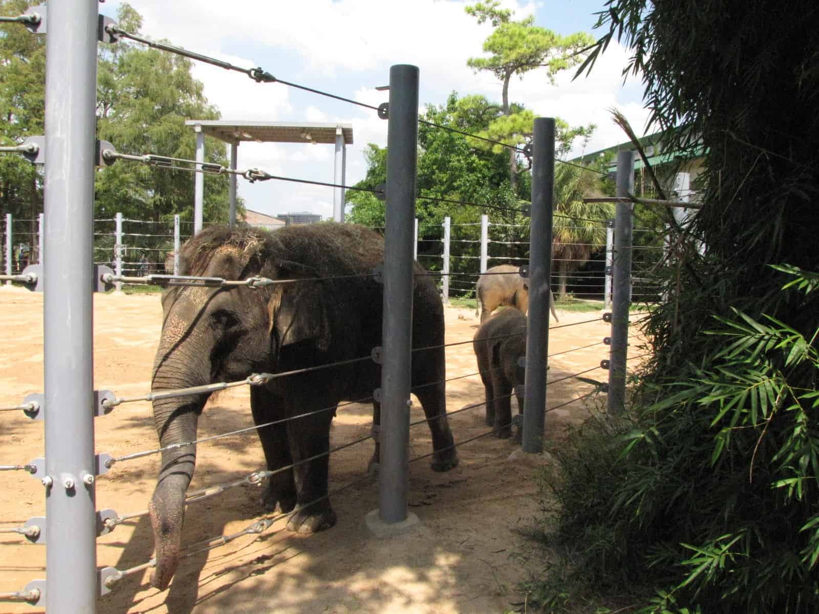 Asian Elephant at Houston Zoo in Houston TX