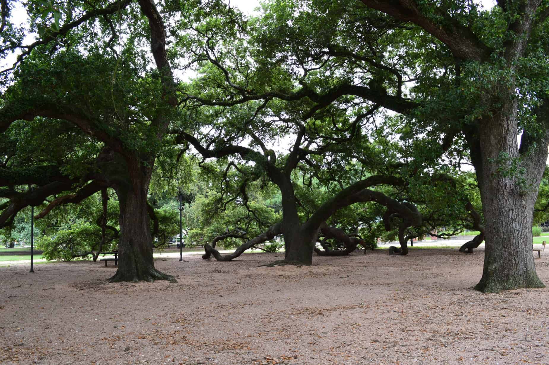 Baldwin Park Trees in Houston TX