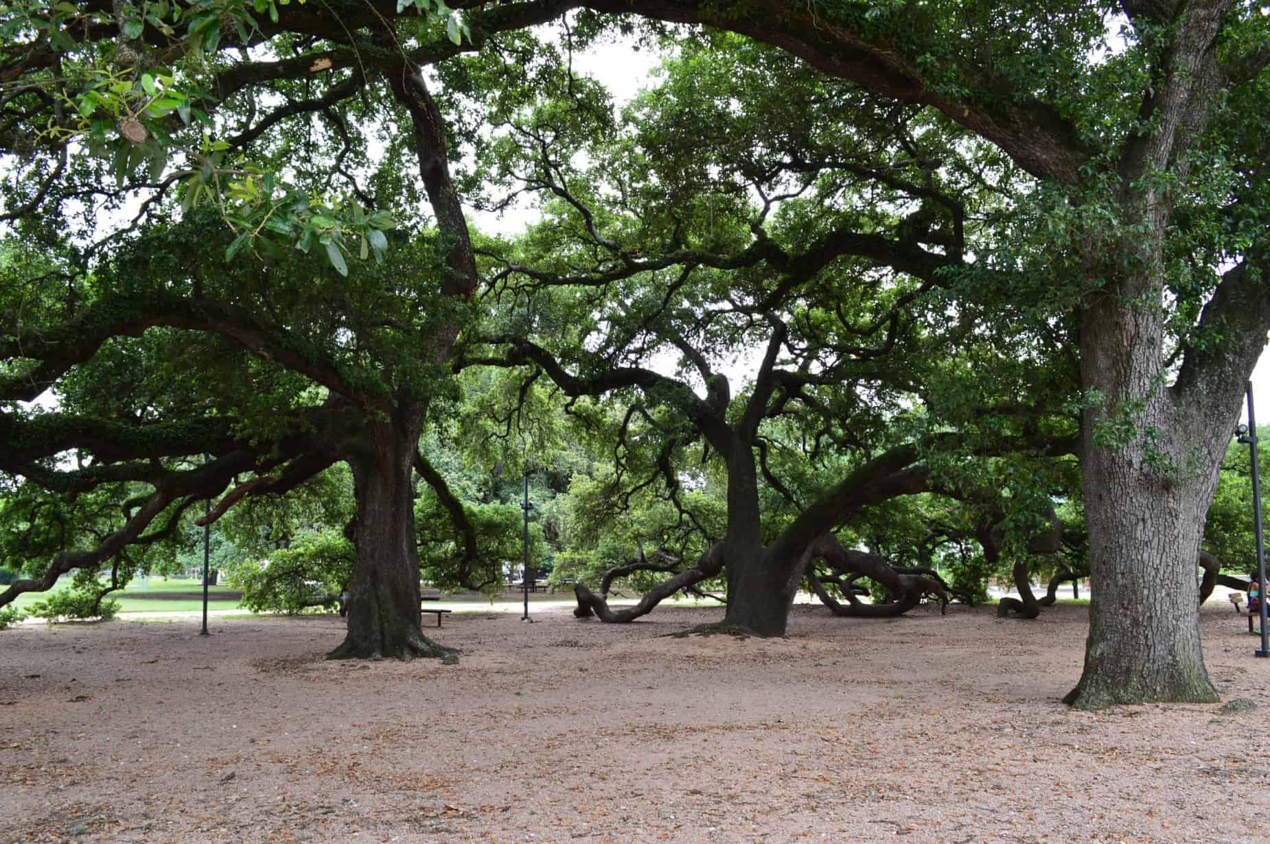 Baldwin Park Trees in Houston TX