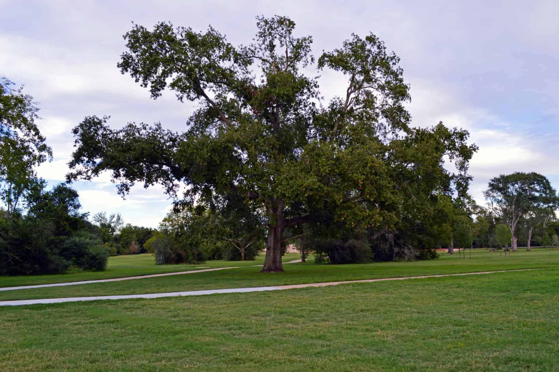 Bridgeland Cypress TX Meadow Park 1