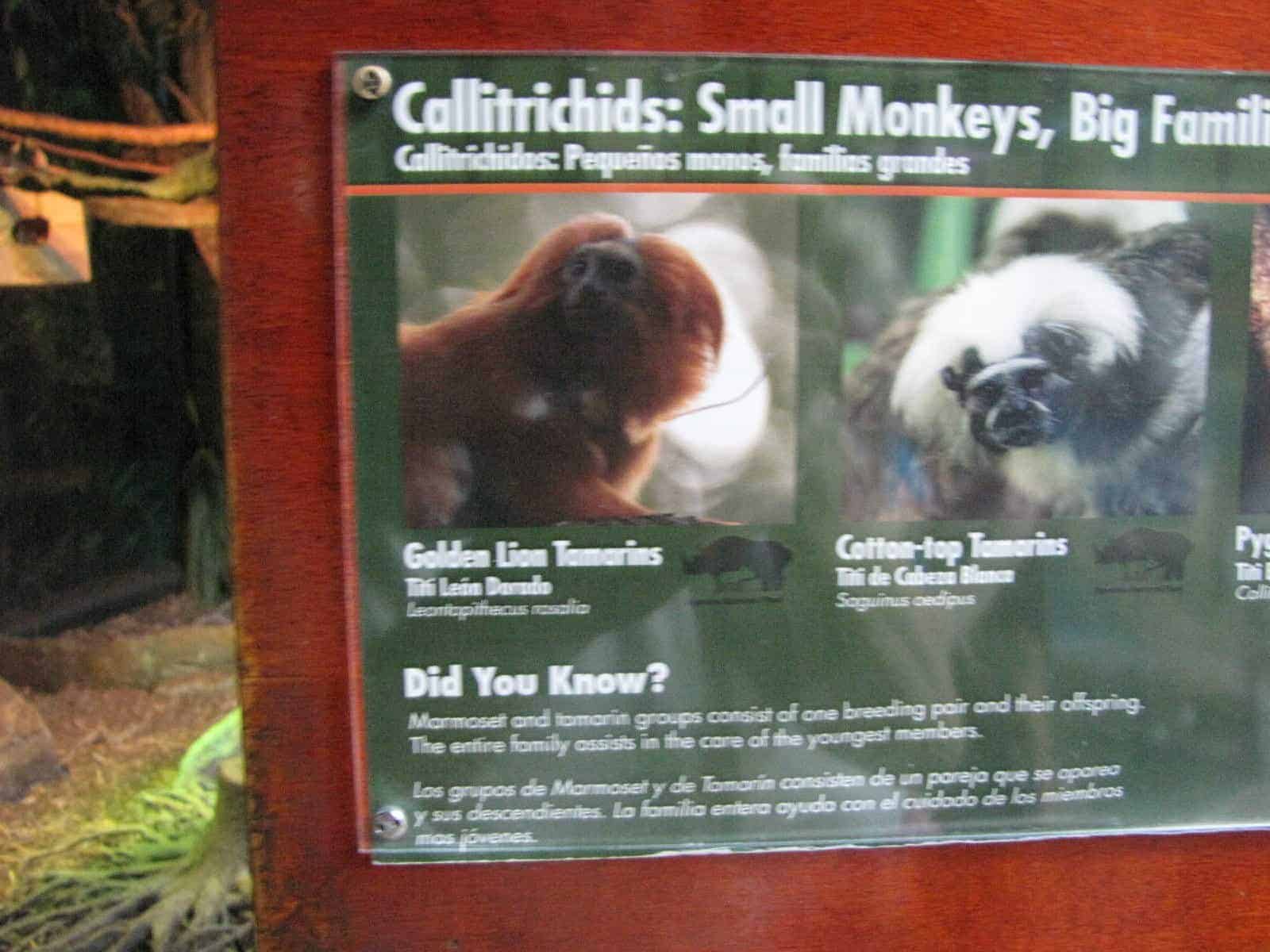 Callitrichids at Houston Zoo in Houston TX