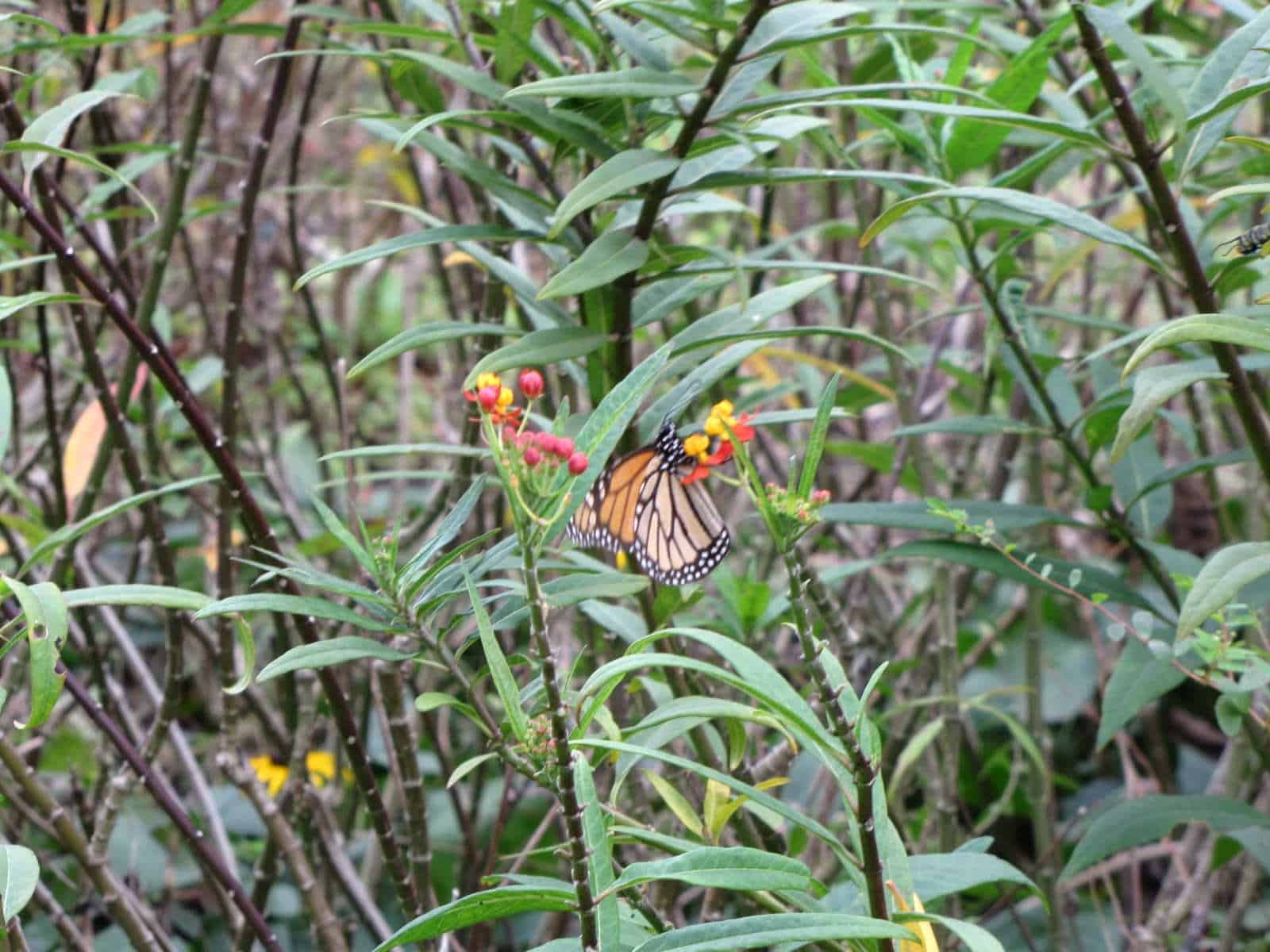 Discovery Green Houston TX Butterfly Garden