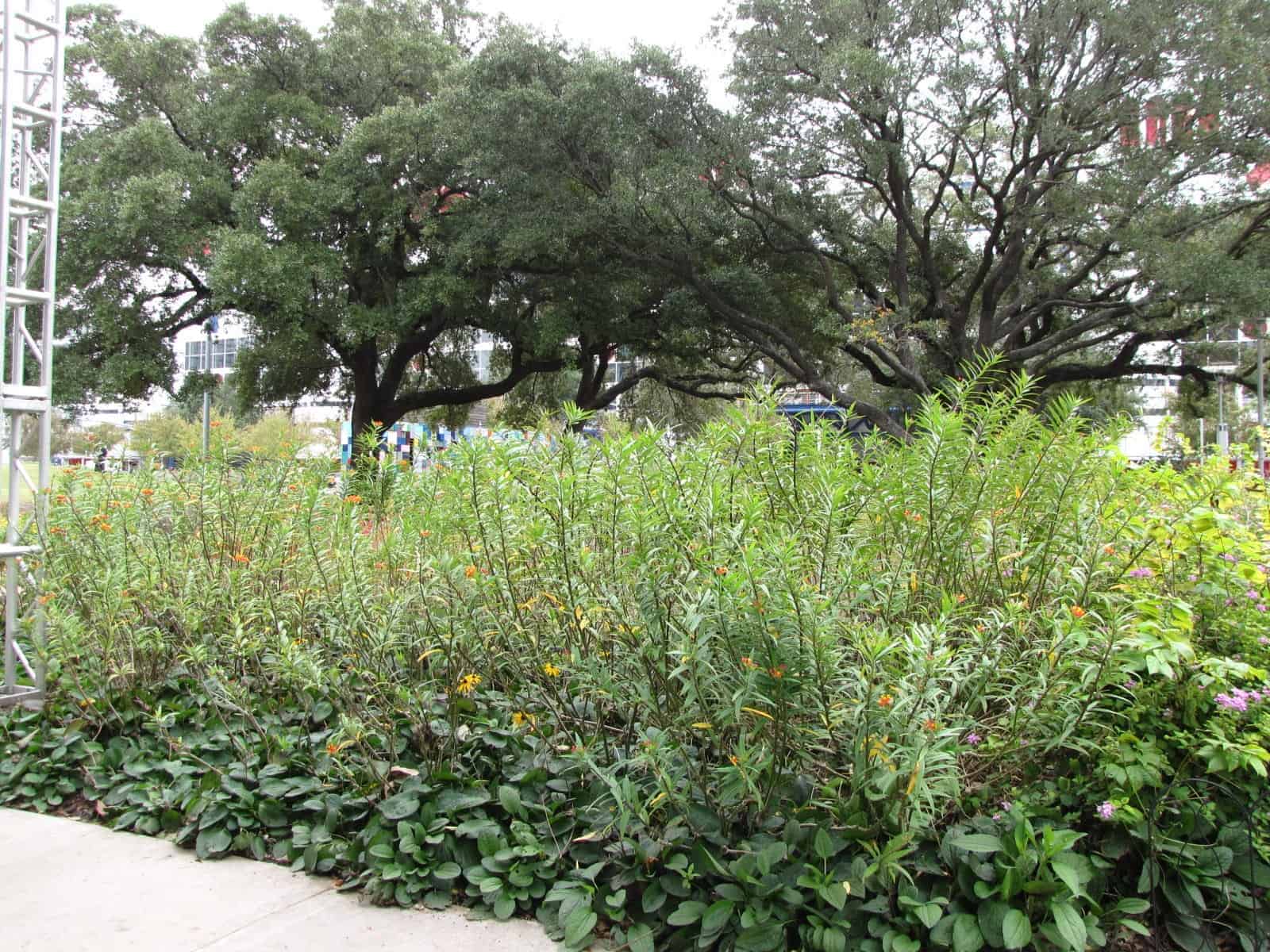 Discovery Green Houston TX Garden