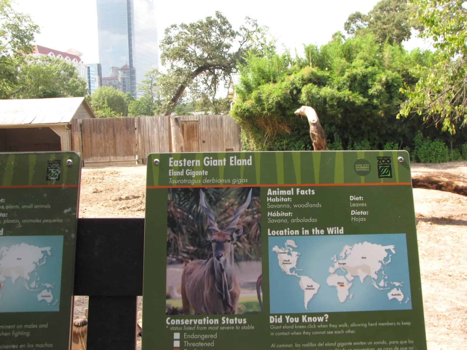 Eland at Houston Zoo in Houston TX