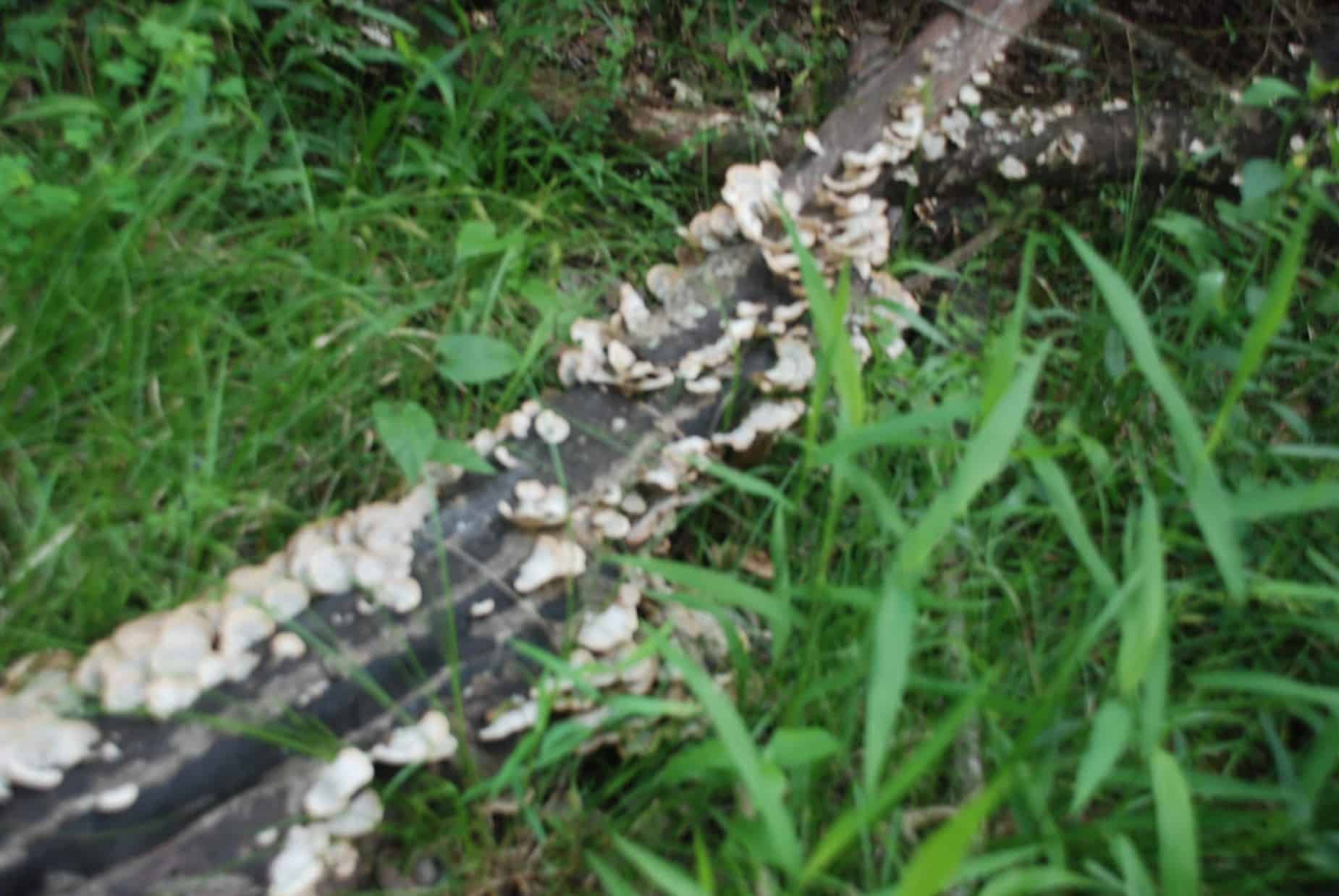 Fallen Limb with Fungi growth along dirt path in 100 Acre Wood Preserve Houston TX