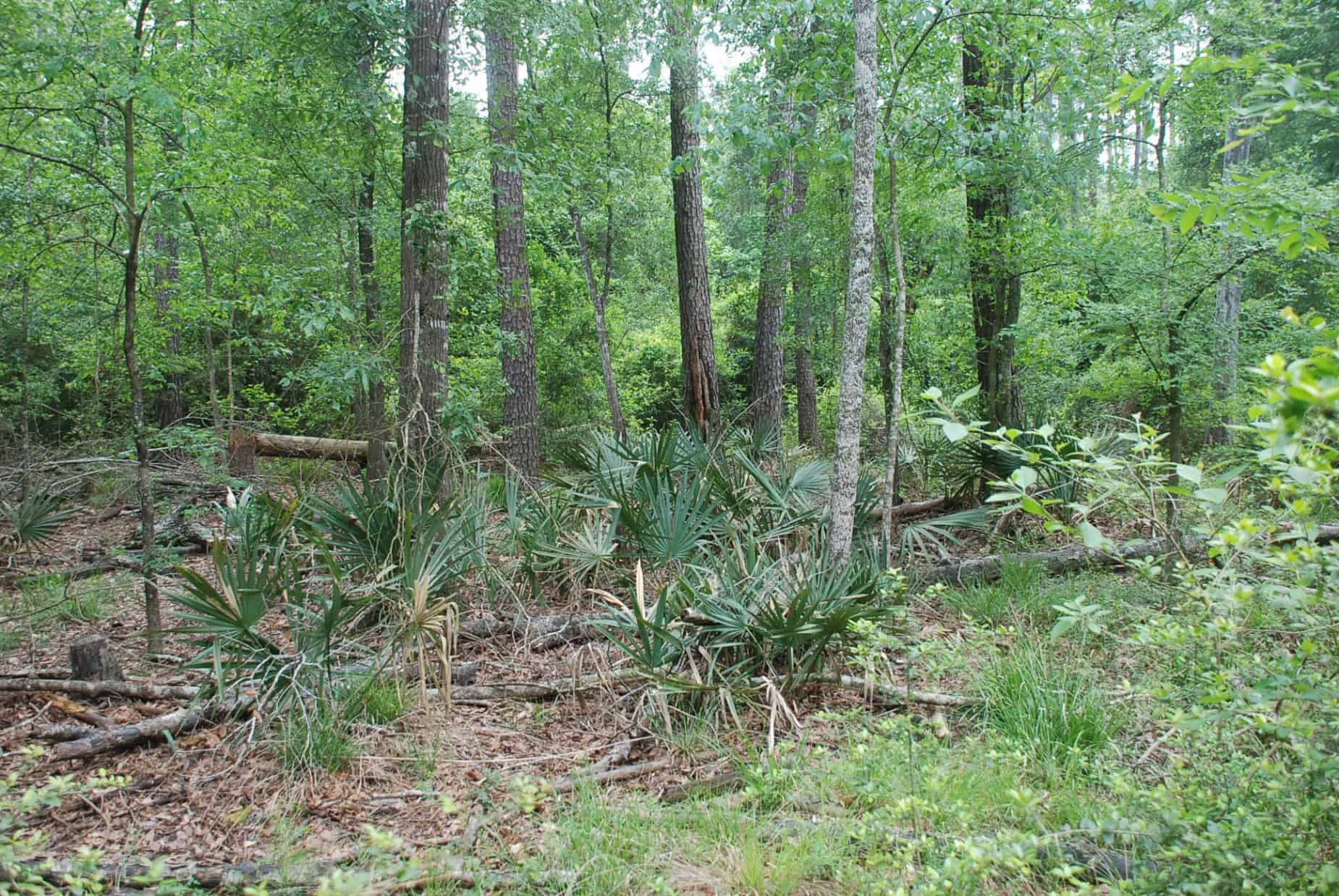 TX Foliage along Dirt Path in 100 Acre Wood Preserve Houston TX