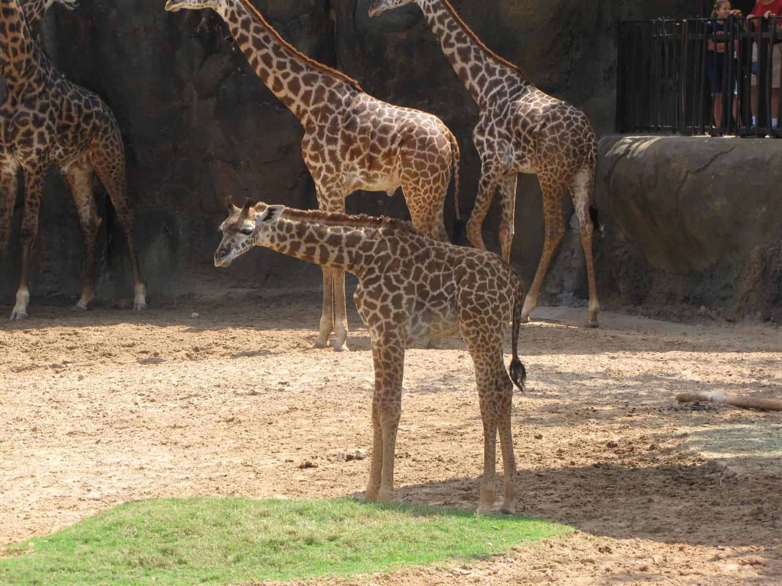 Giraffes at Houston Zoo in Houston TX