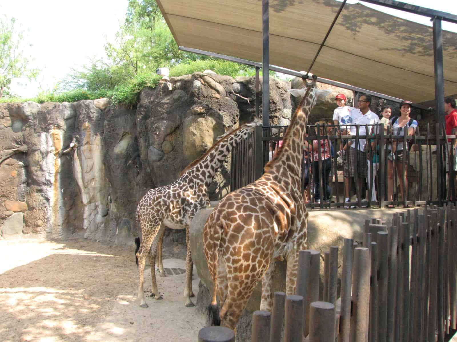 Giraffes at Houston Zoo in Houston TX