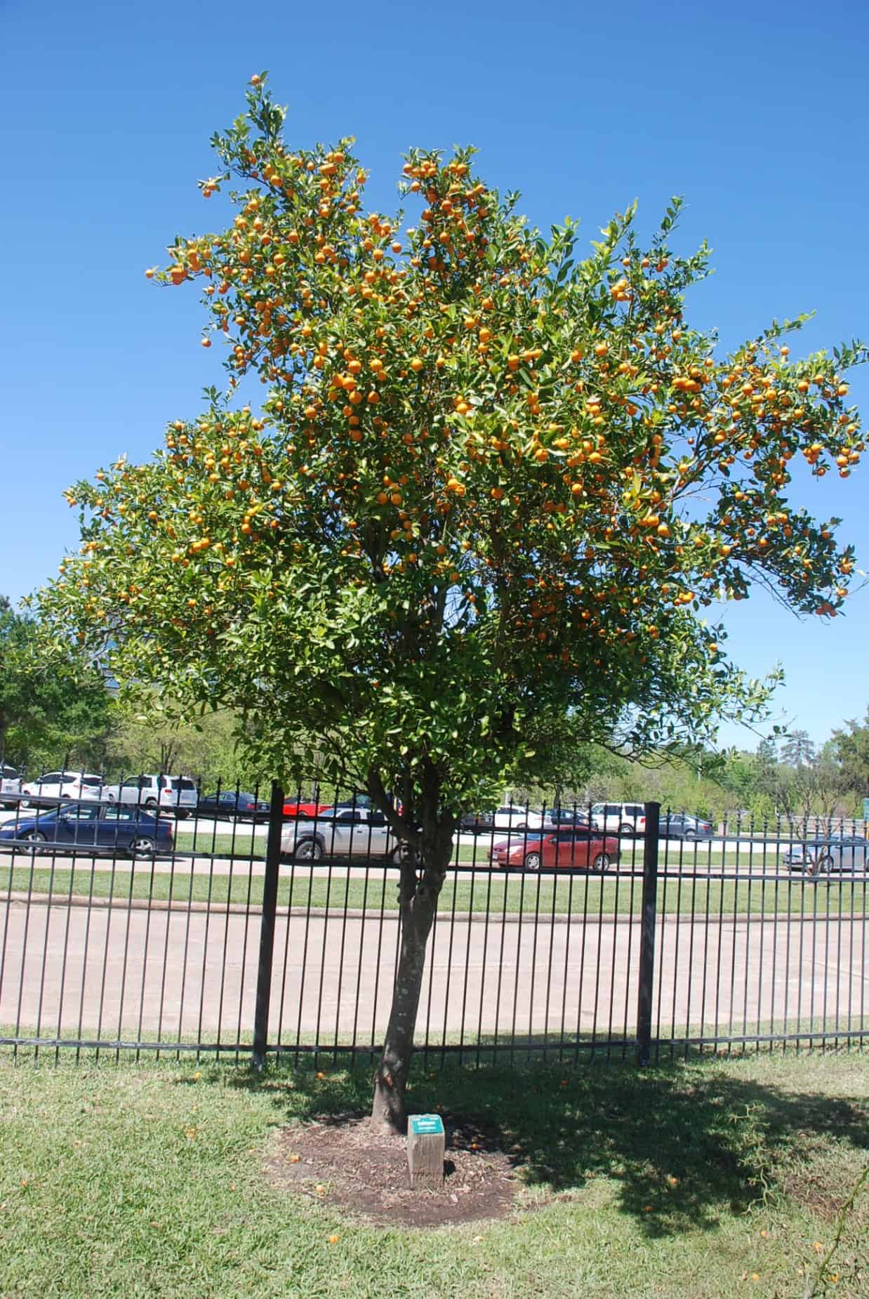 Kumquat tree in Molly Pryor Memorial Orchard within Terry Hershey Park Houston TX
