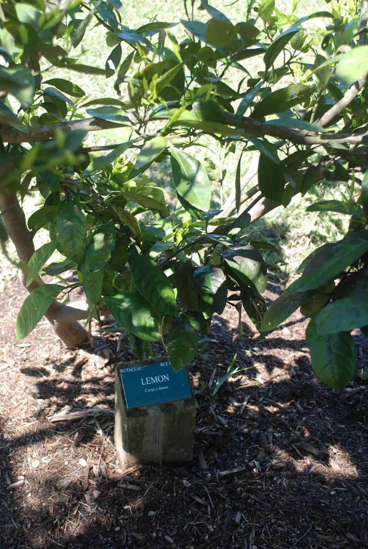 Lemon Tree at Molly Pryor Memorial Orchard within Terry Hershey Park Houston TX
