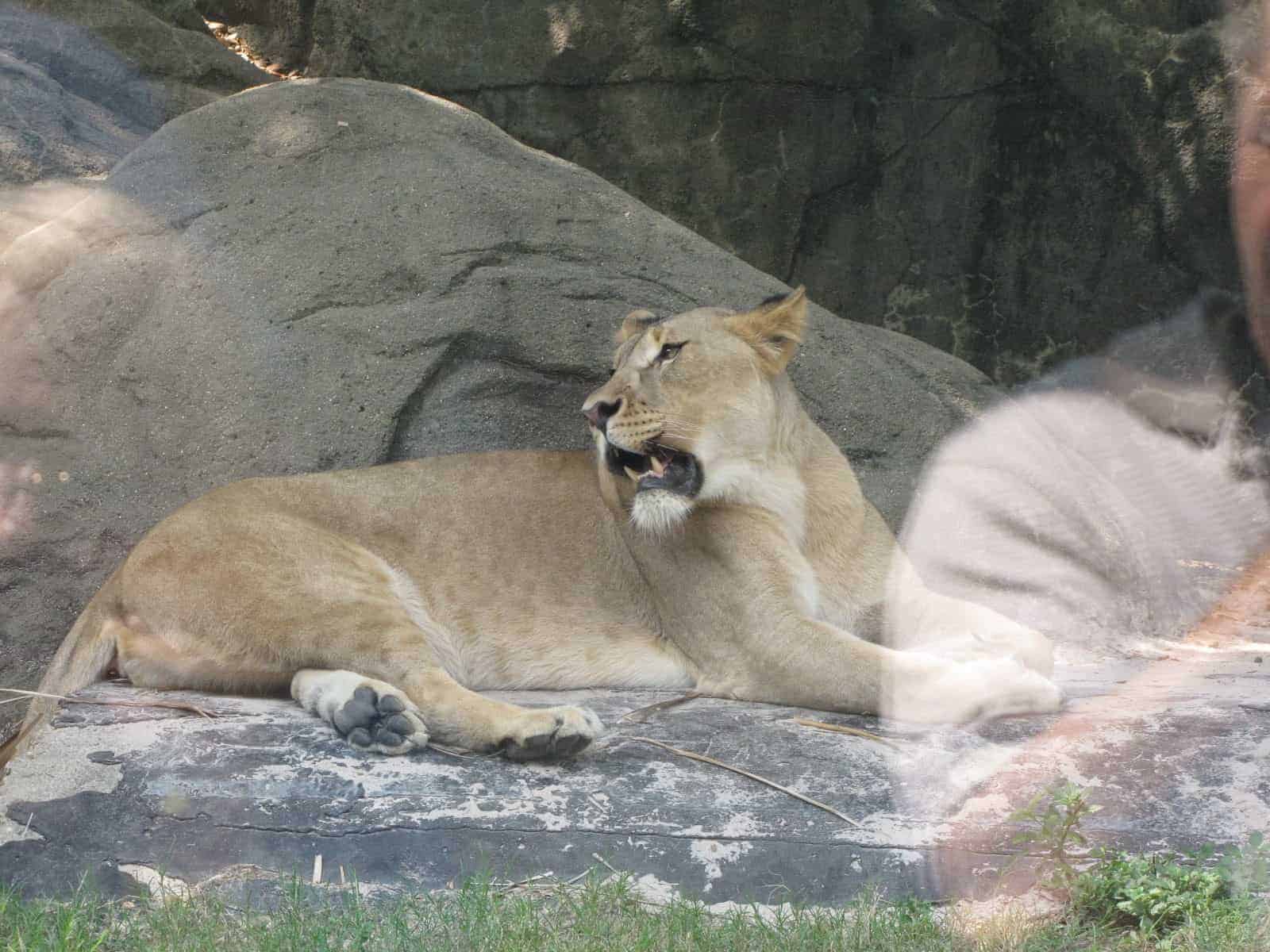 Lion at Houston Zoo in Houston TX