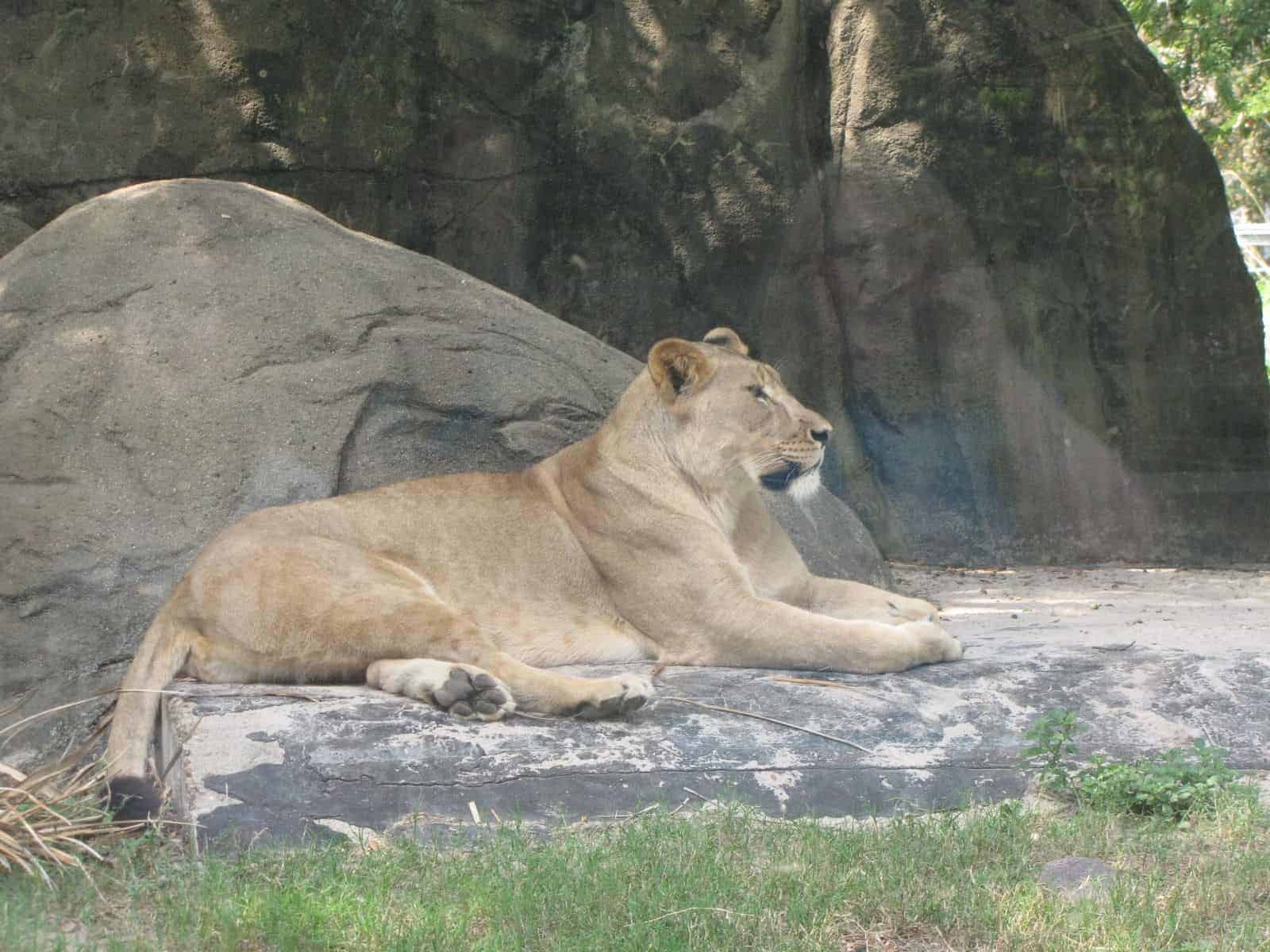 Lion at Houston Zoo in Houston TX