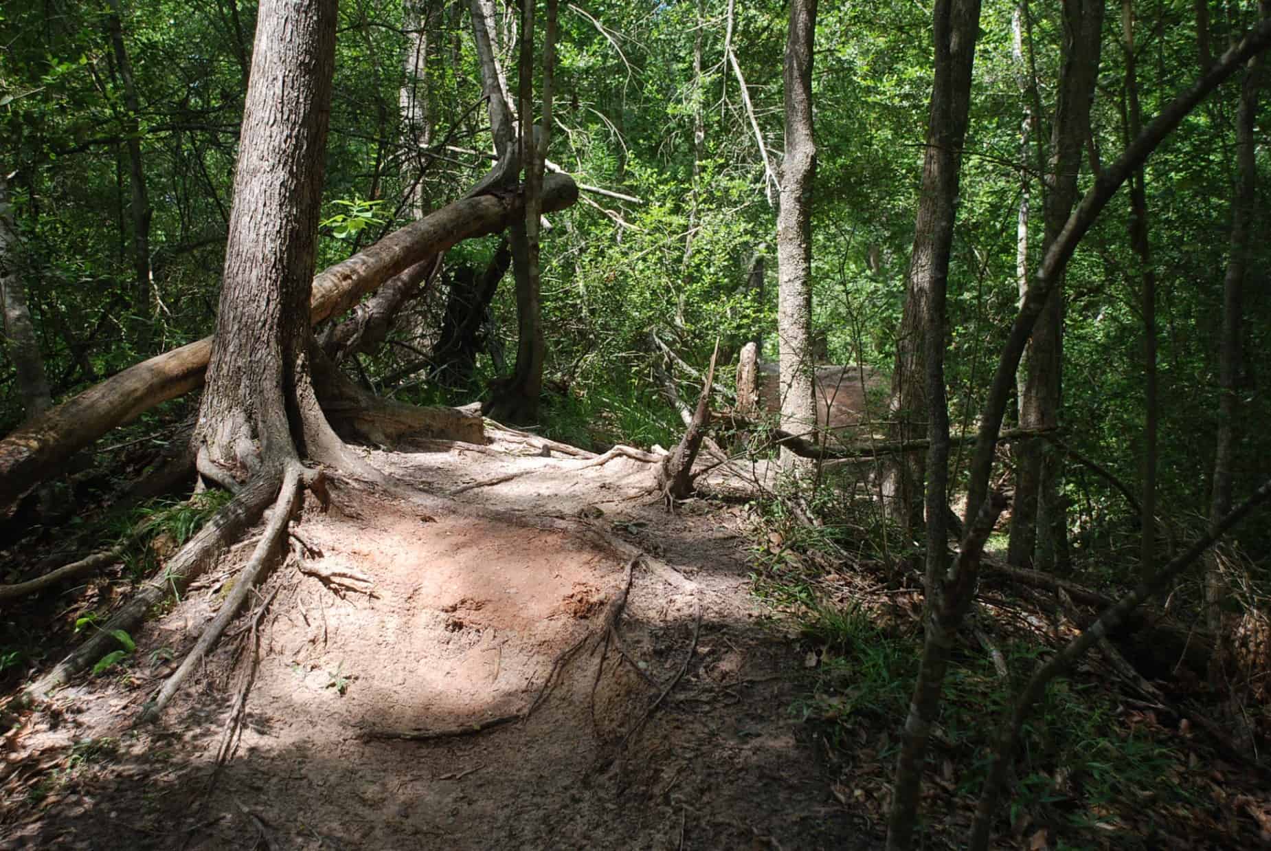 One of numerous dirt hiking trails in 100 Acre Wood Preserve Houston TX