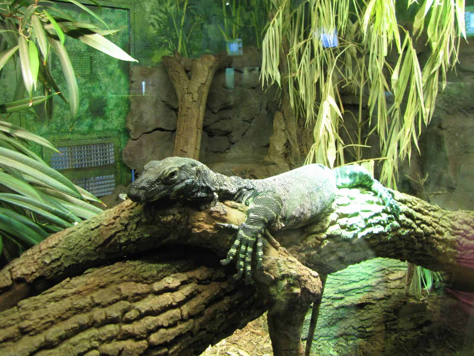 Reptile at Houston Zoo in Houston TX