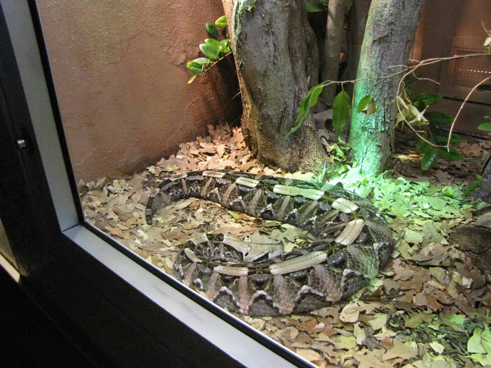 Reptile at Houston Zoo in Houston TX