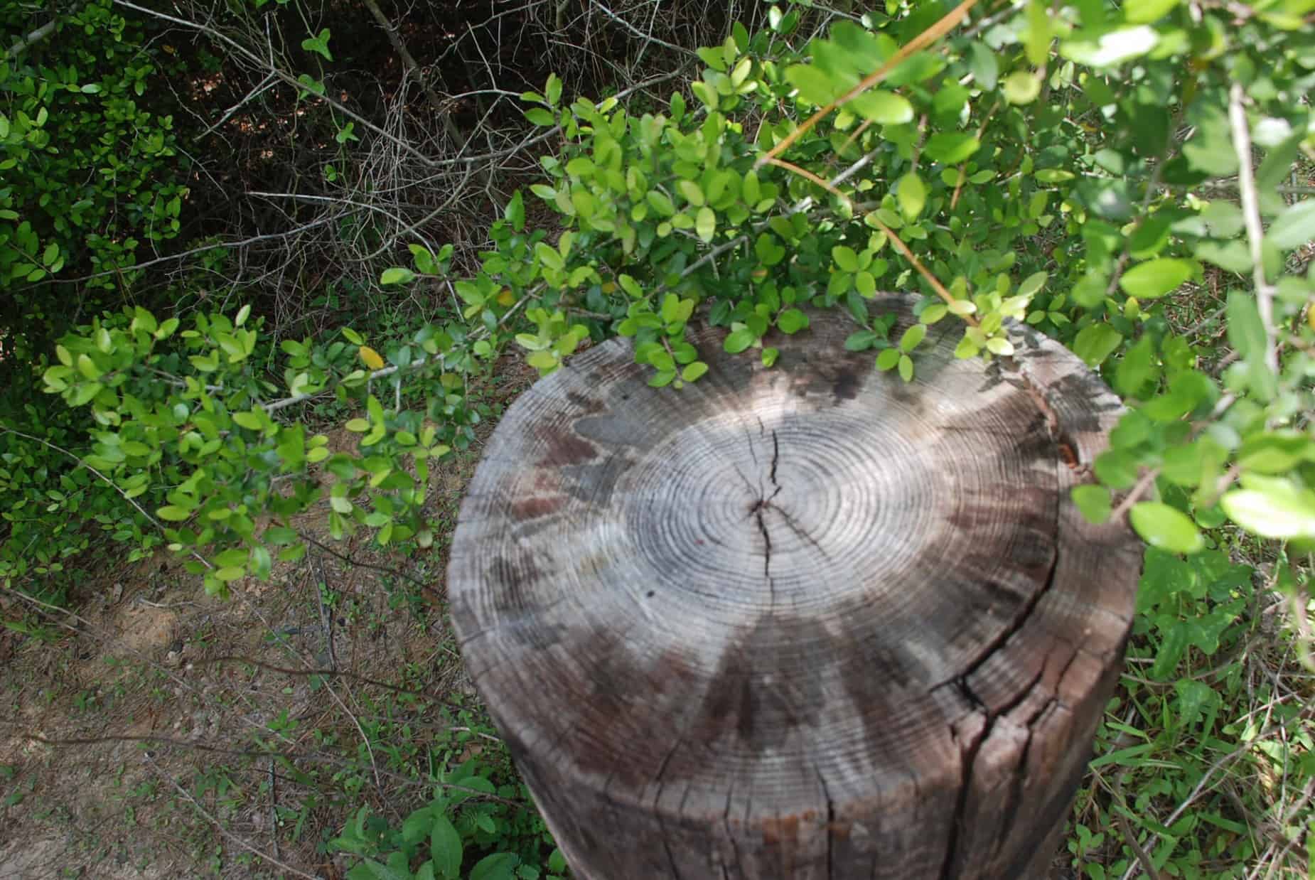 Tree stump along path in 100 Acre Wood Preserve Houston TX