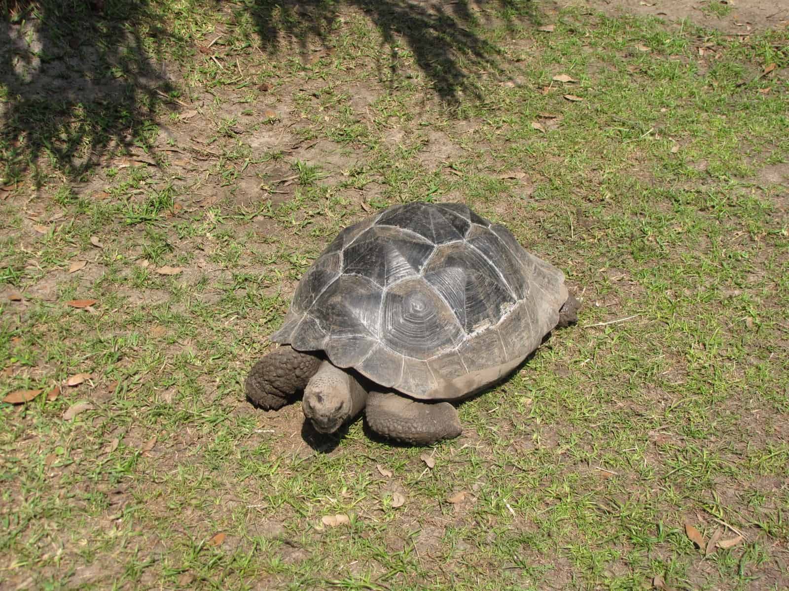 Turtle at Houston Zoo in Houston TX
