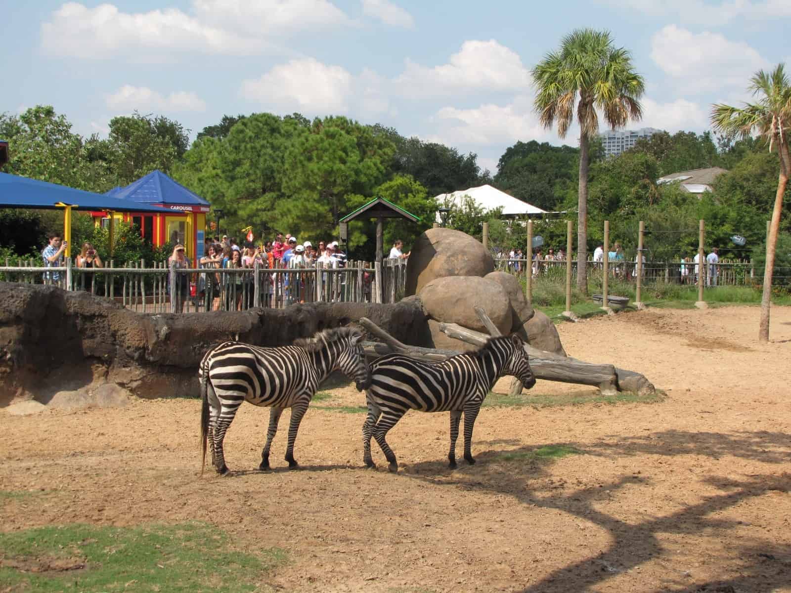 Zebras at Houston Zoo in Houston TX