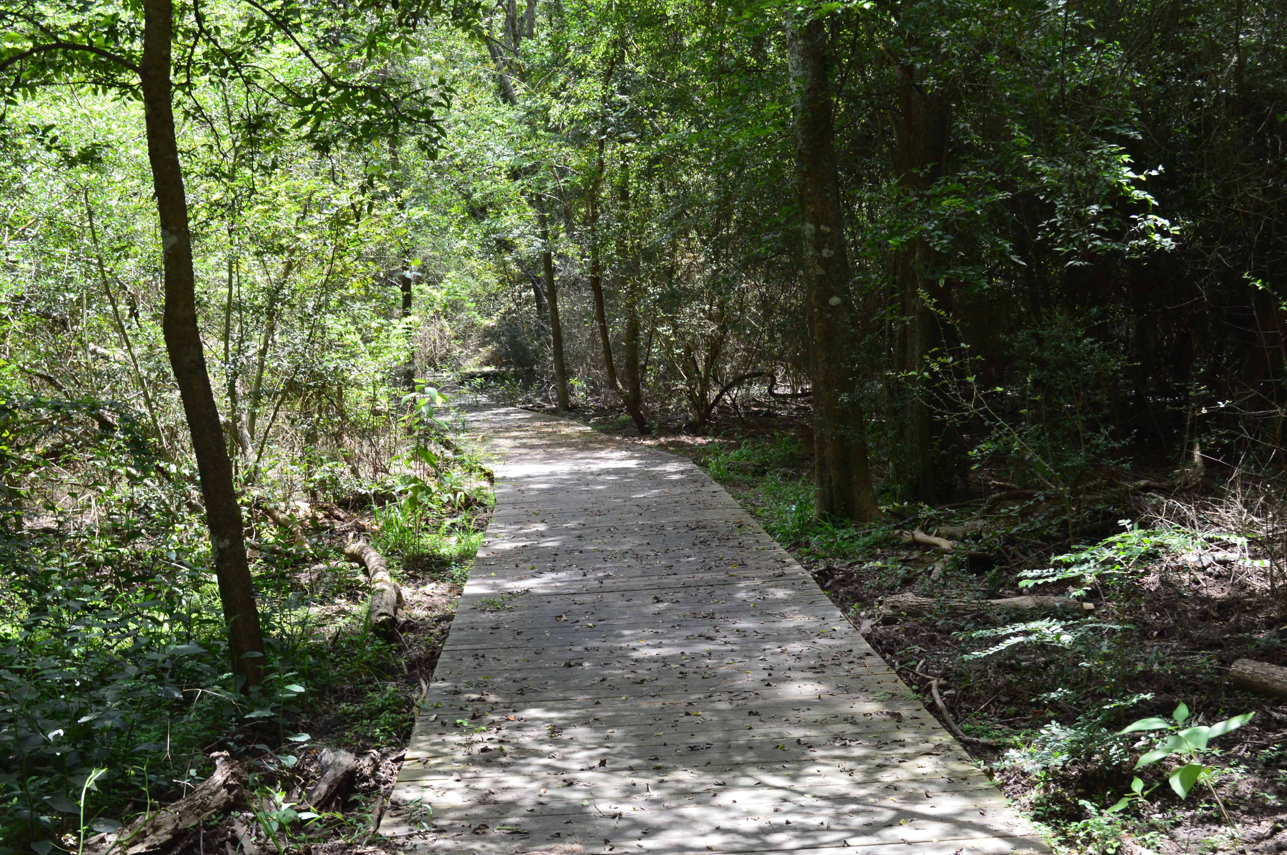 Kleb Woods Nature Preserve Boardwalk thru Wetlands Area