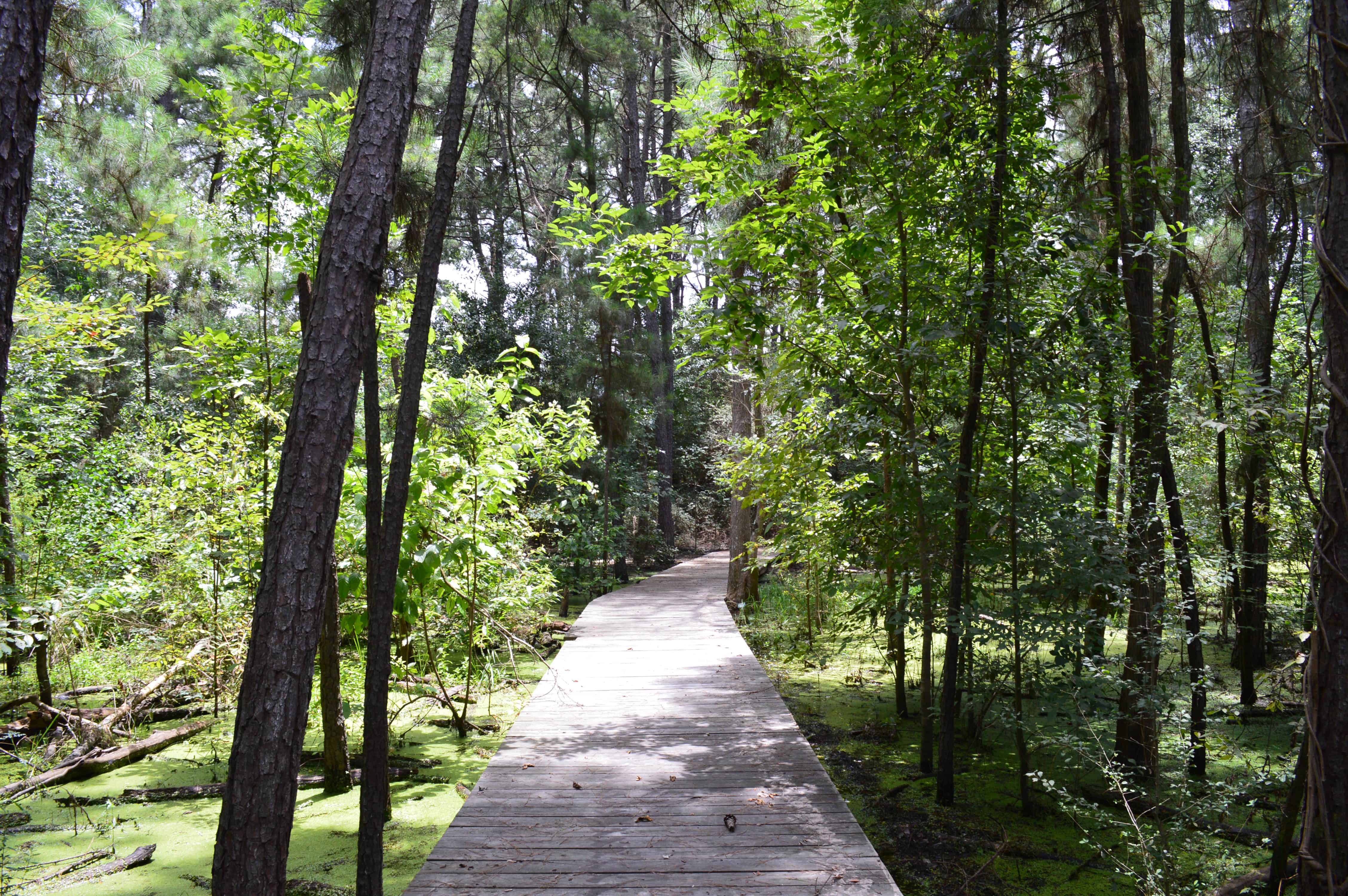 Kleb Woods Nature Preserve Boardwalk thru Wetlands Area