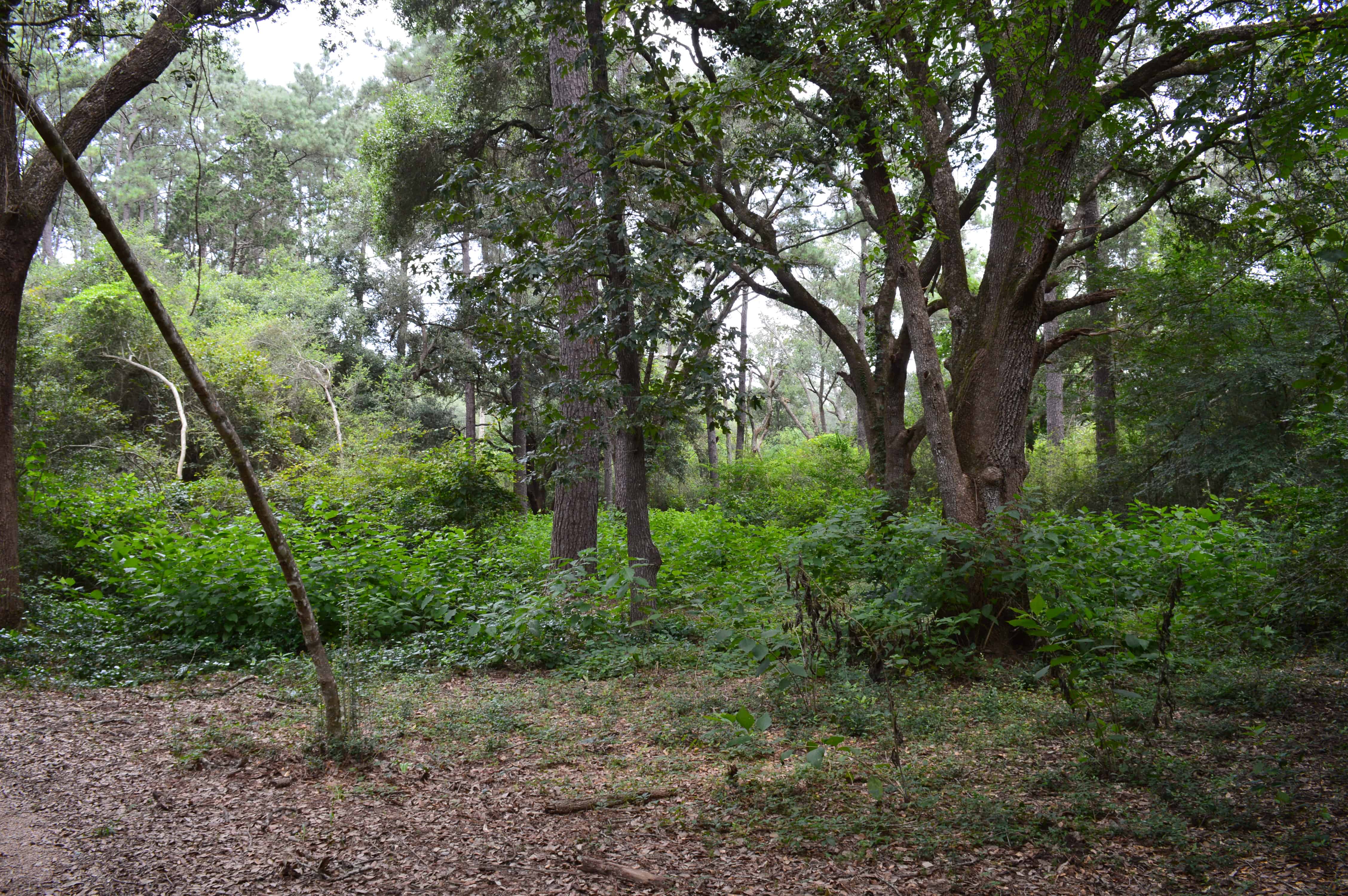 Kleb Woods Nature Preserve Foliage