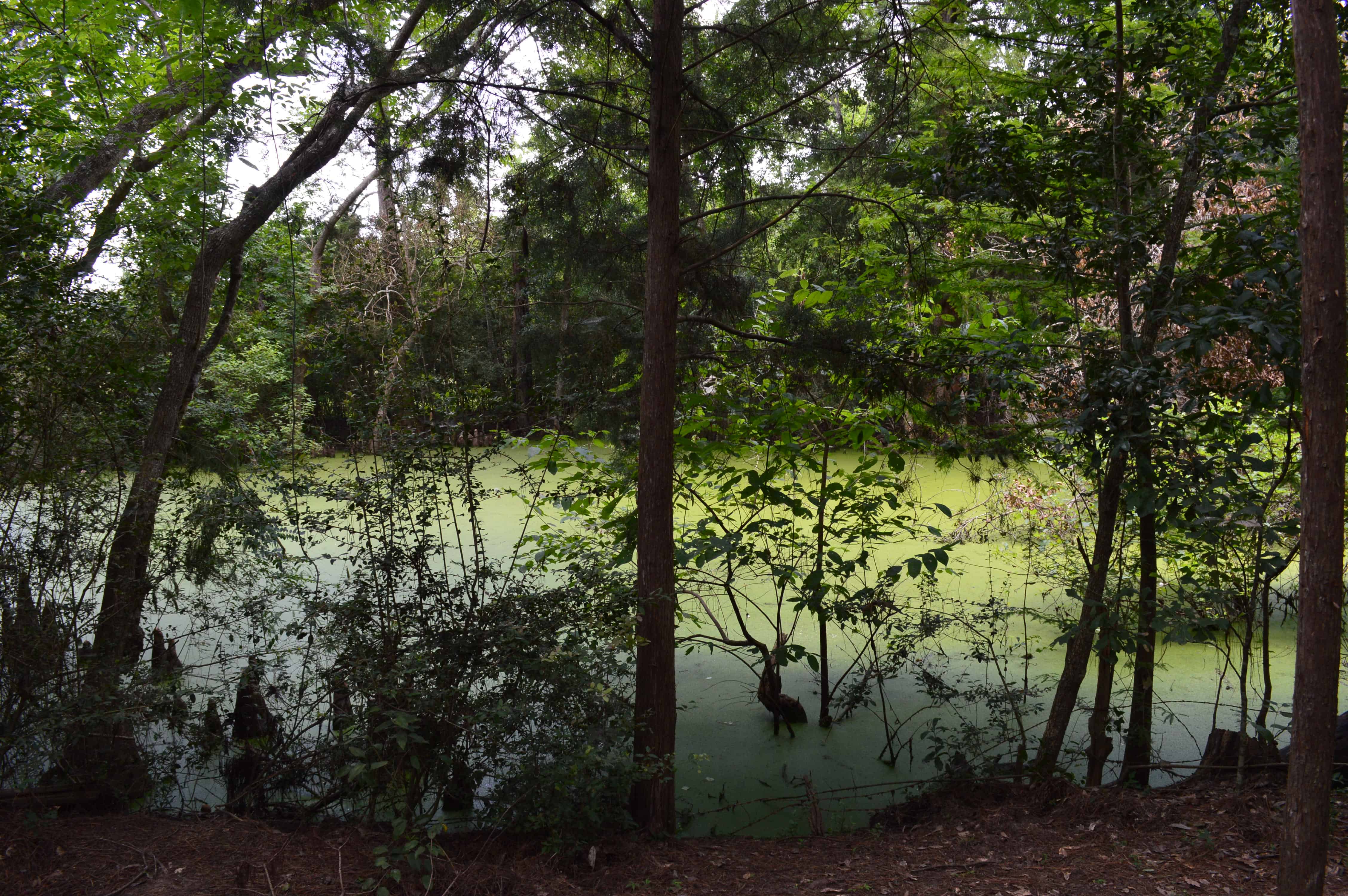 Kleb Woods Nature Preserve Myrtles Pool along Wetlands Trail