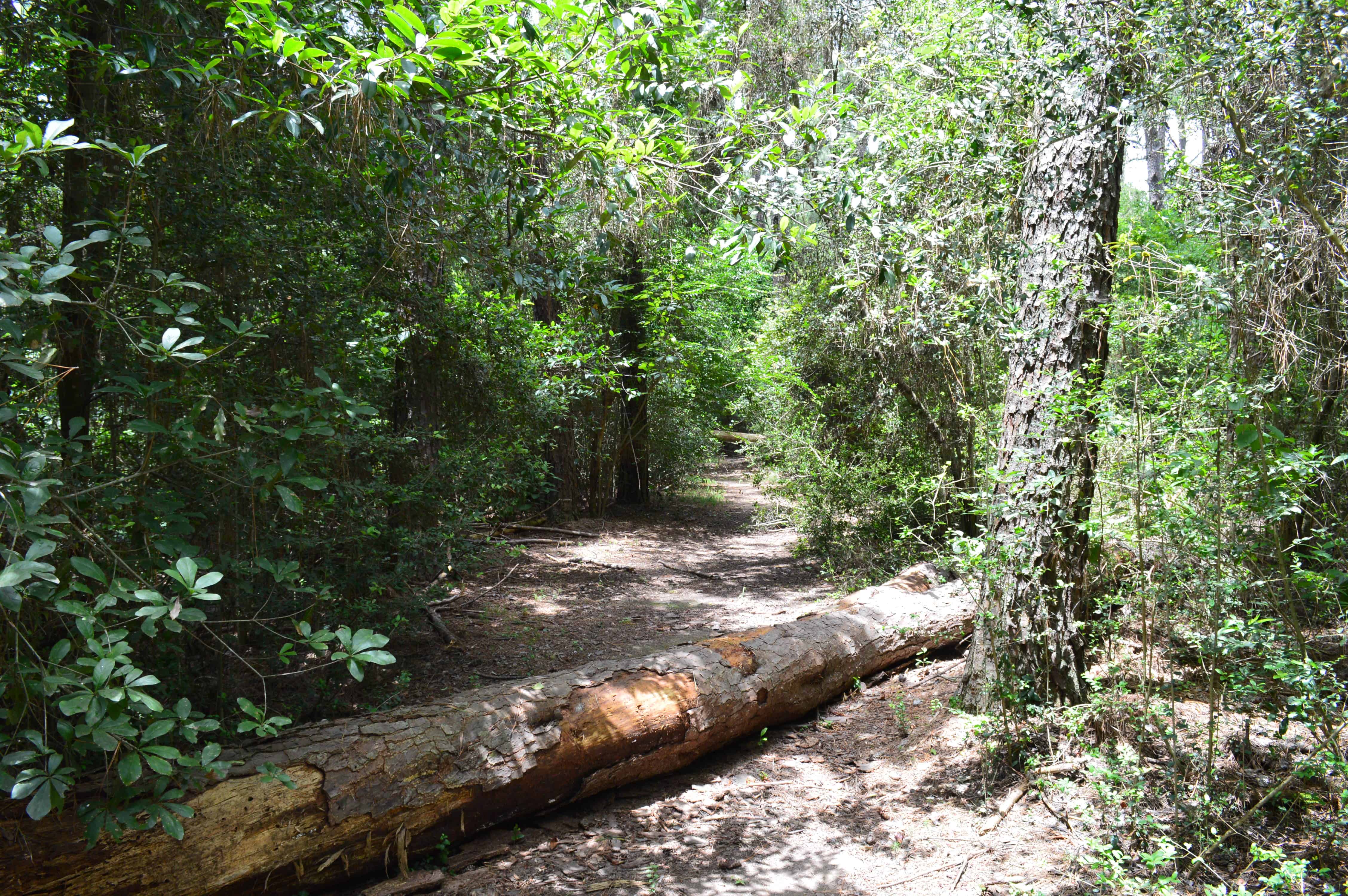Kleb Woods Nature Preserve Trail