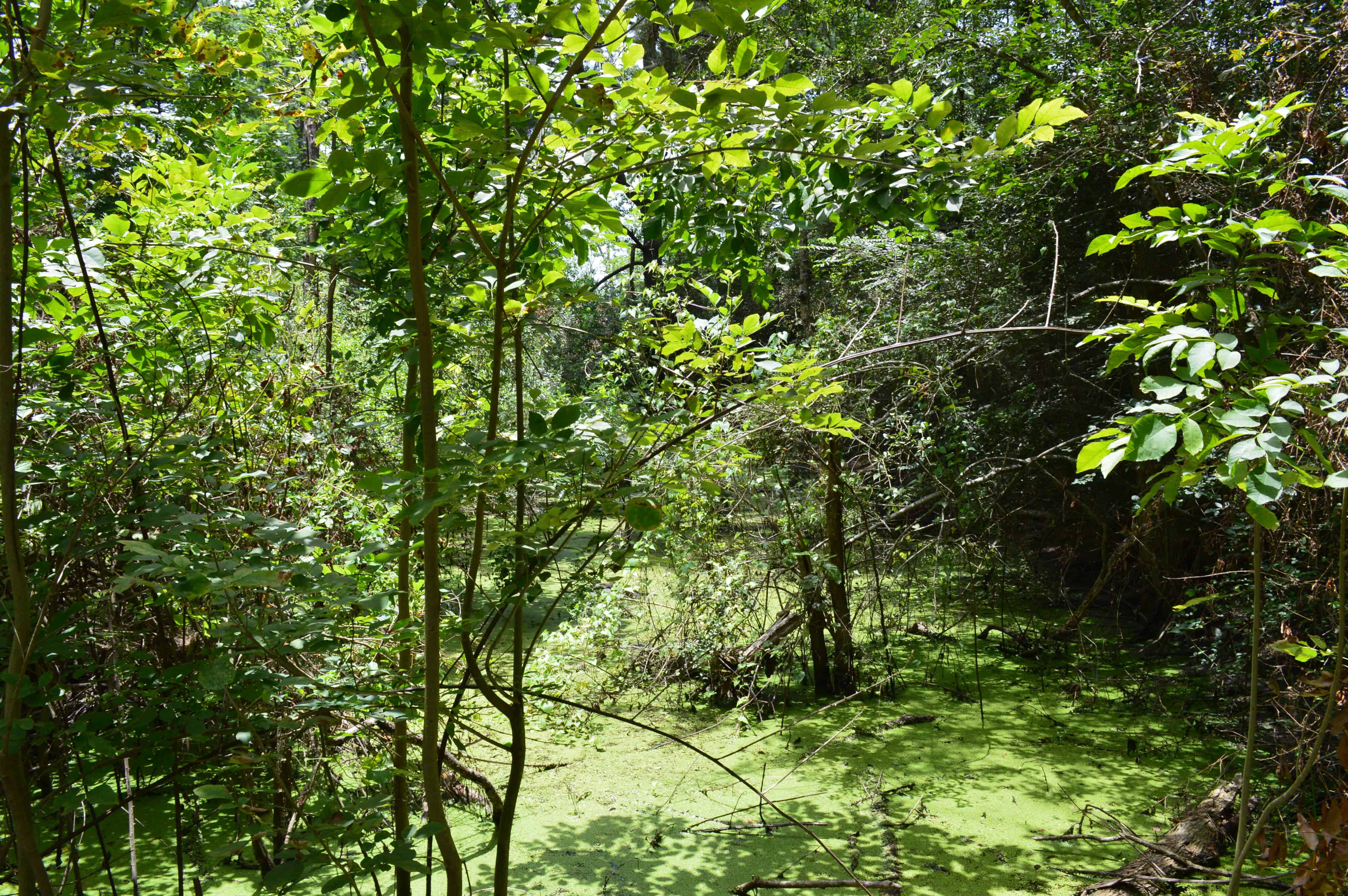 Kleb Woods Nature Preserve Wetland Trail