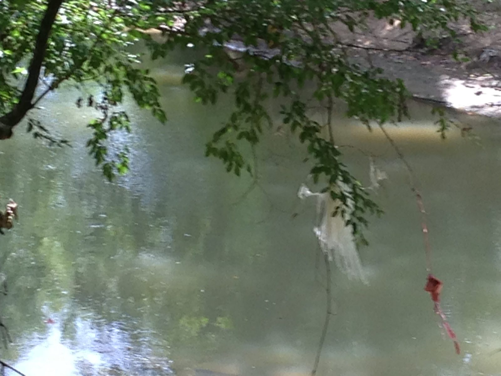 5535_Buffalo-Bayou-11