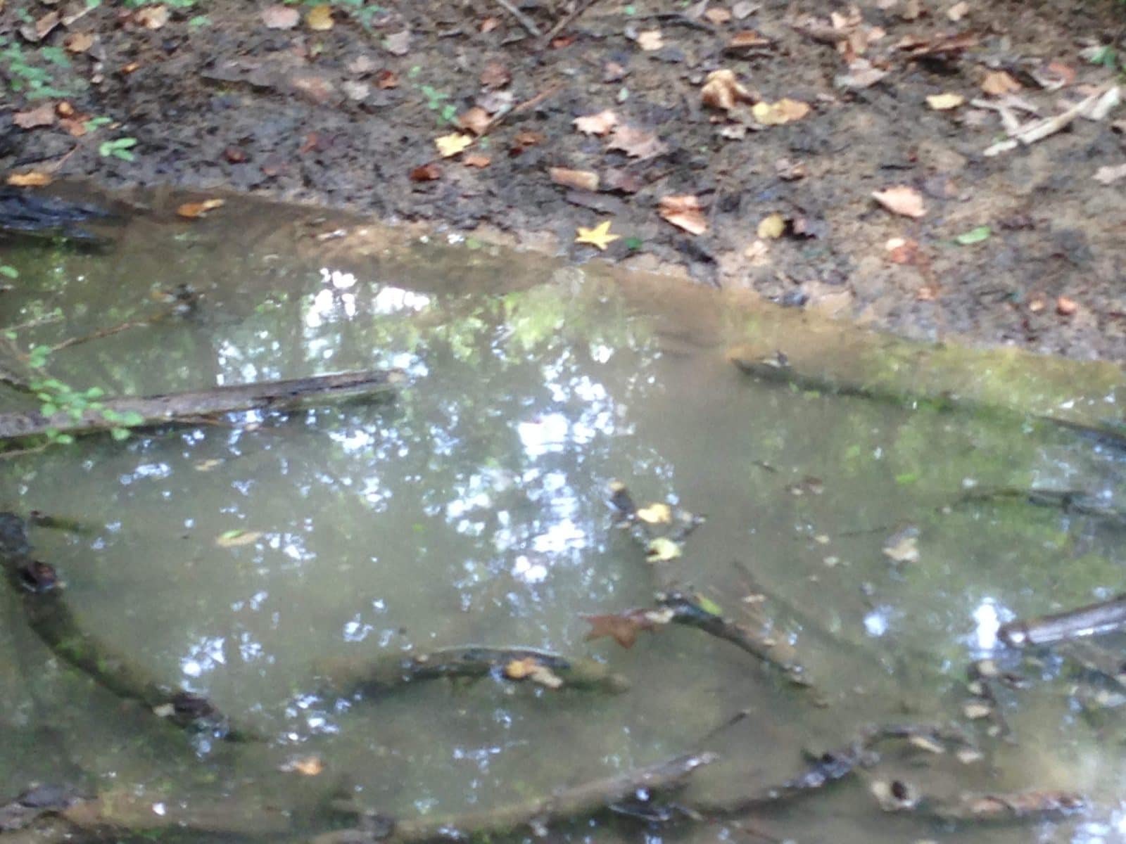 5535_Buffalo-Bayou-14