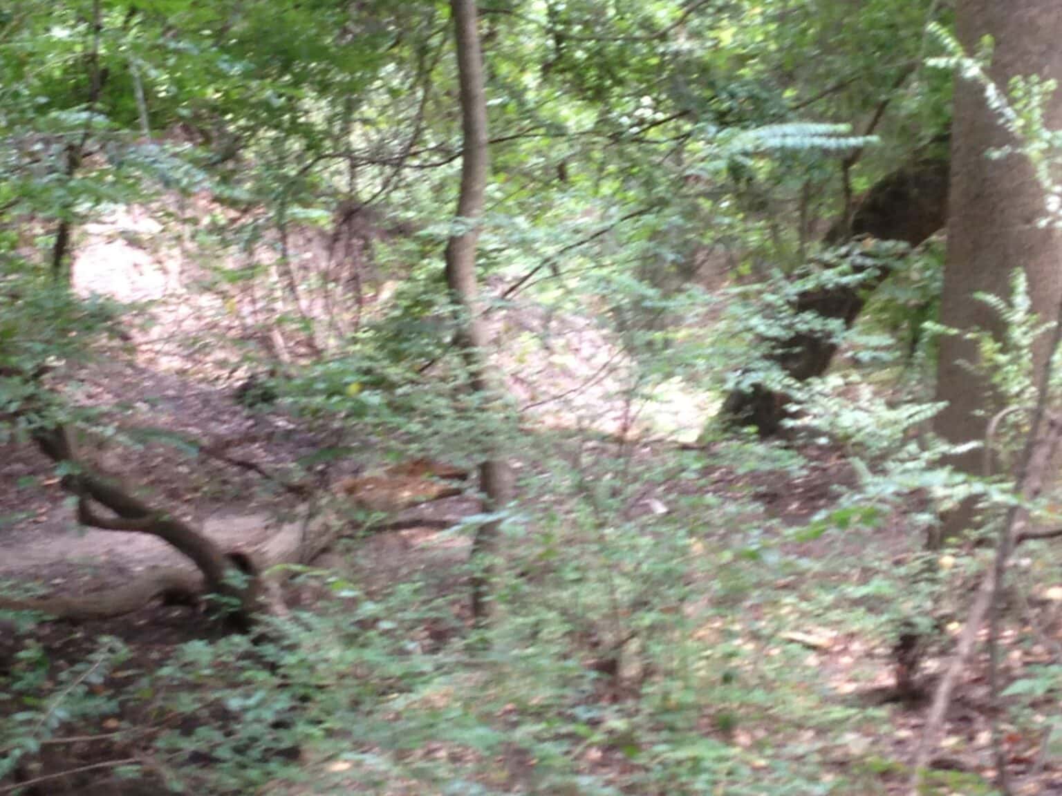 Buffalo Bayou near the Houston Arboretum and Nature Center