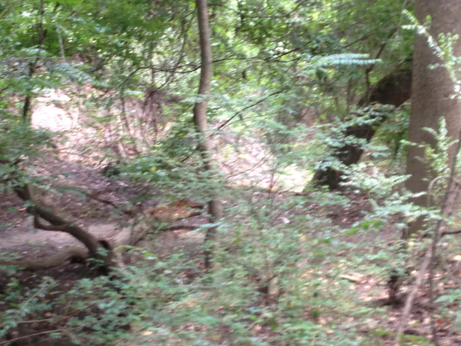 5535_Buffalo-Bayou-15