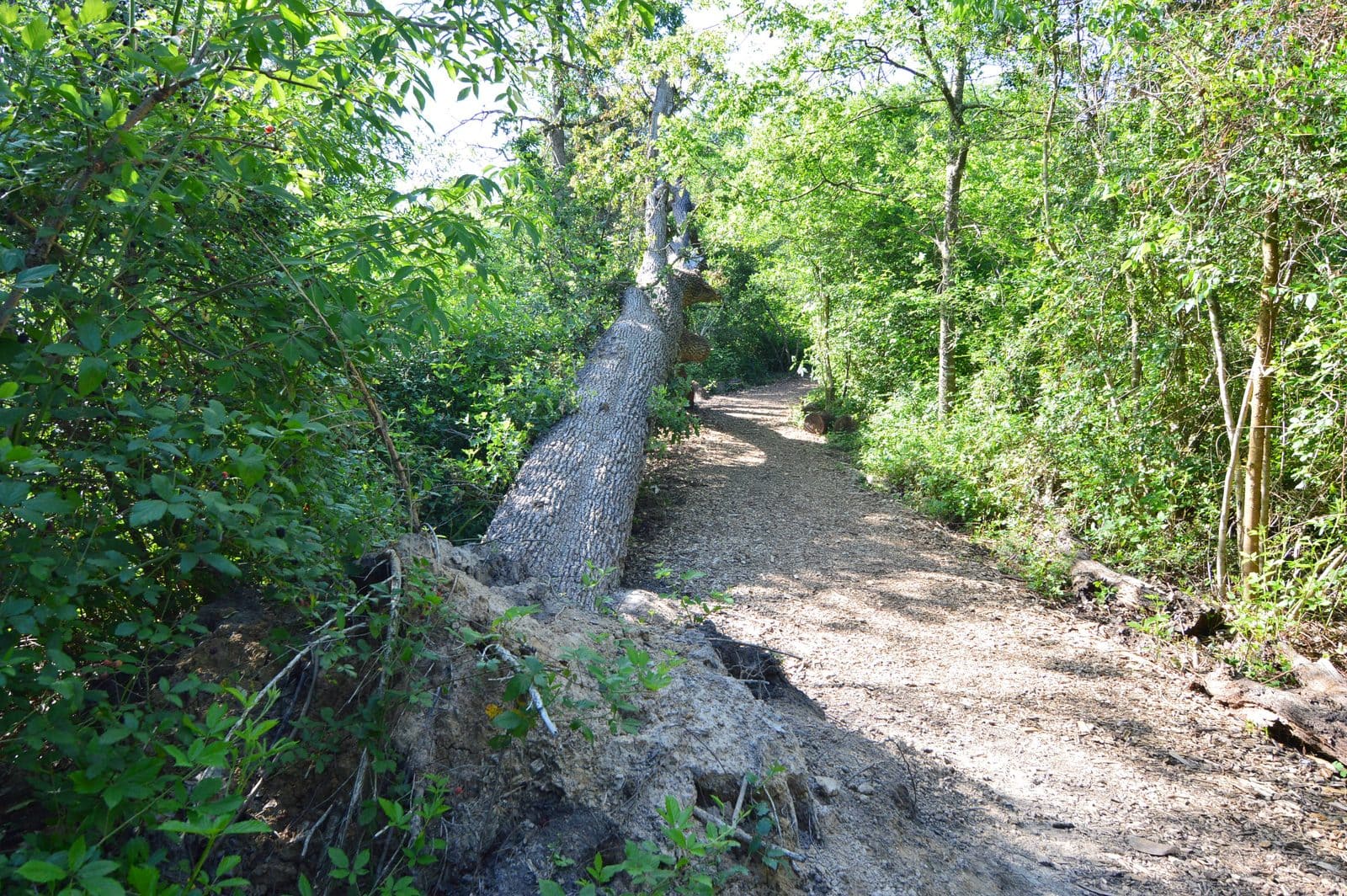 5535_Houston-Arboretum-23