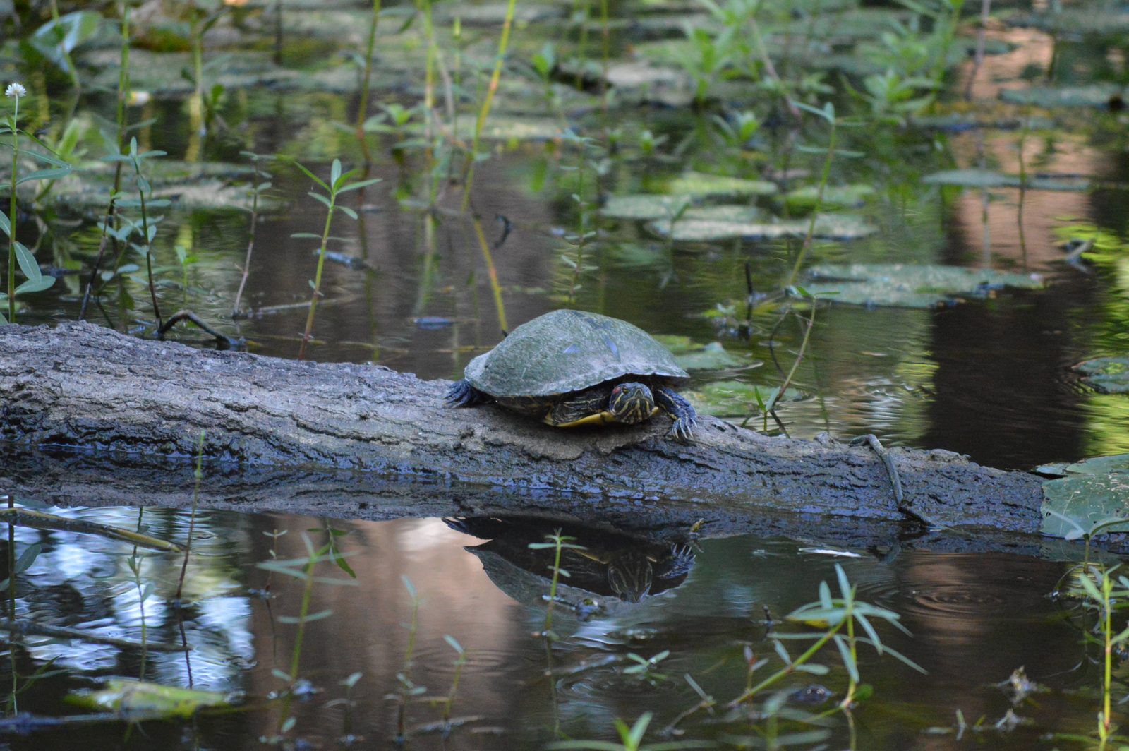 5535_Houston-Arboretum-42