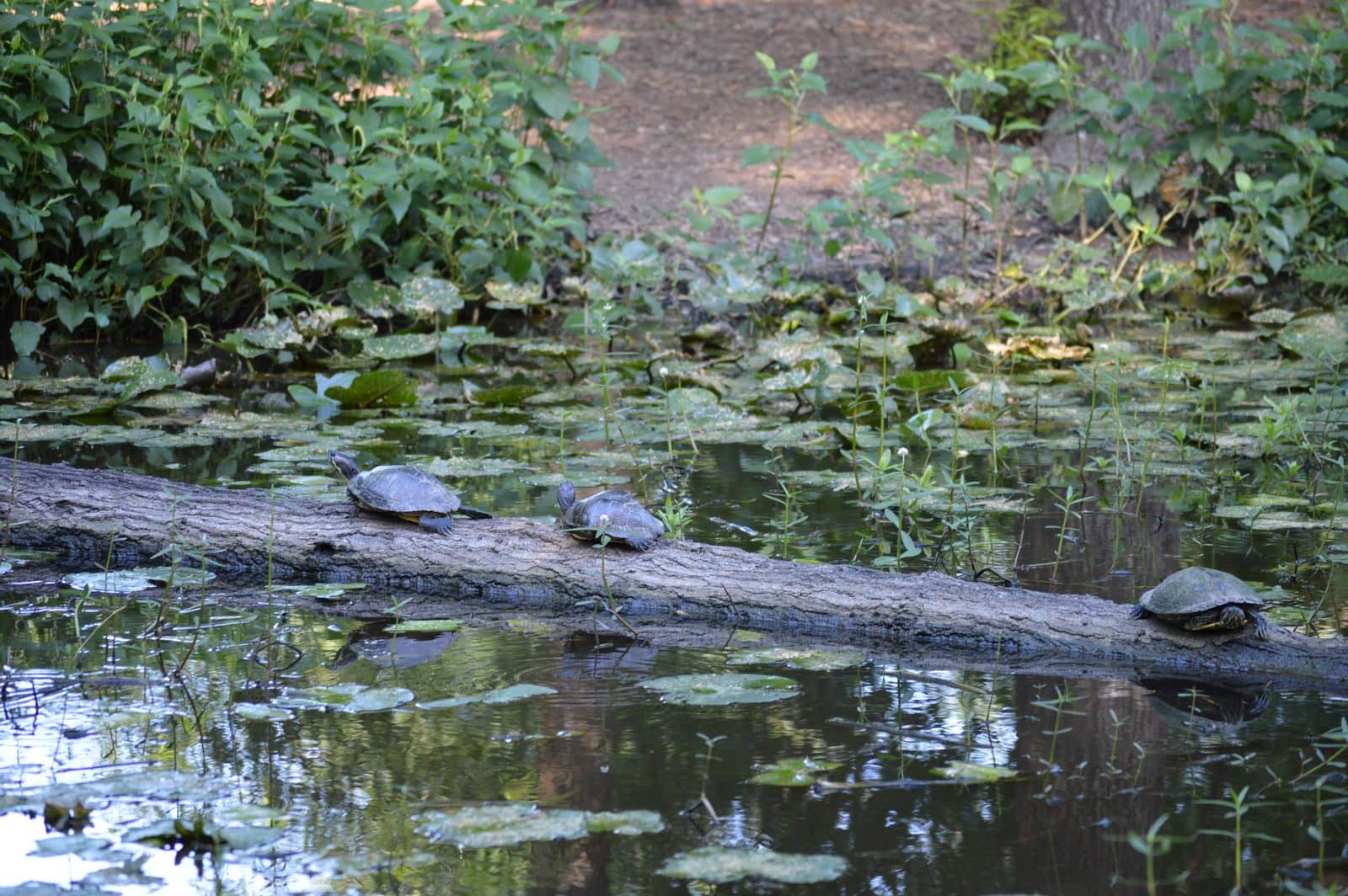 5535_Houston-Arboretum-43