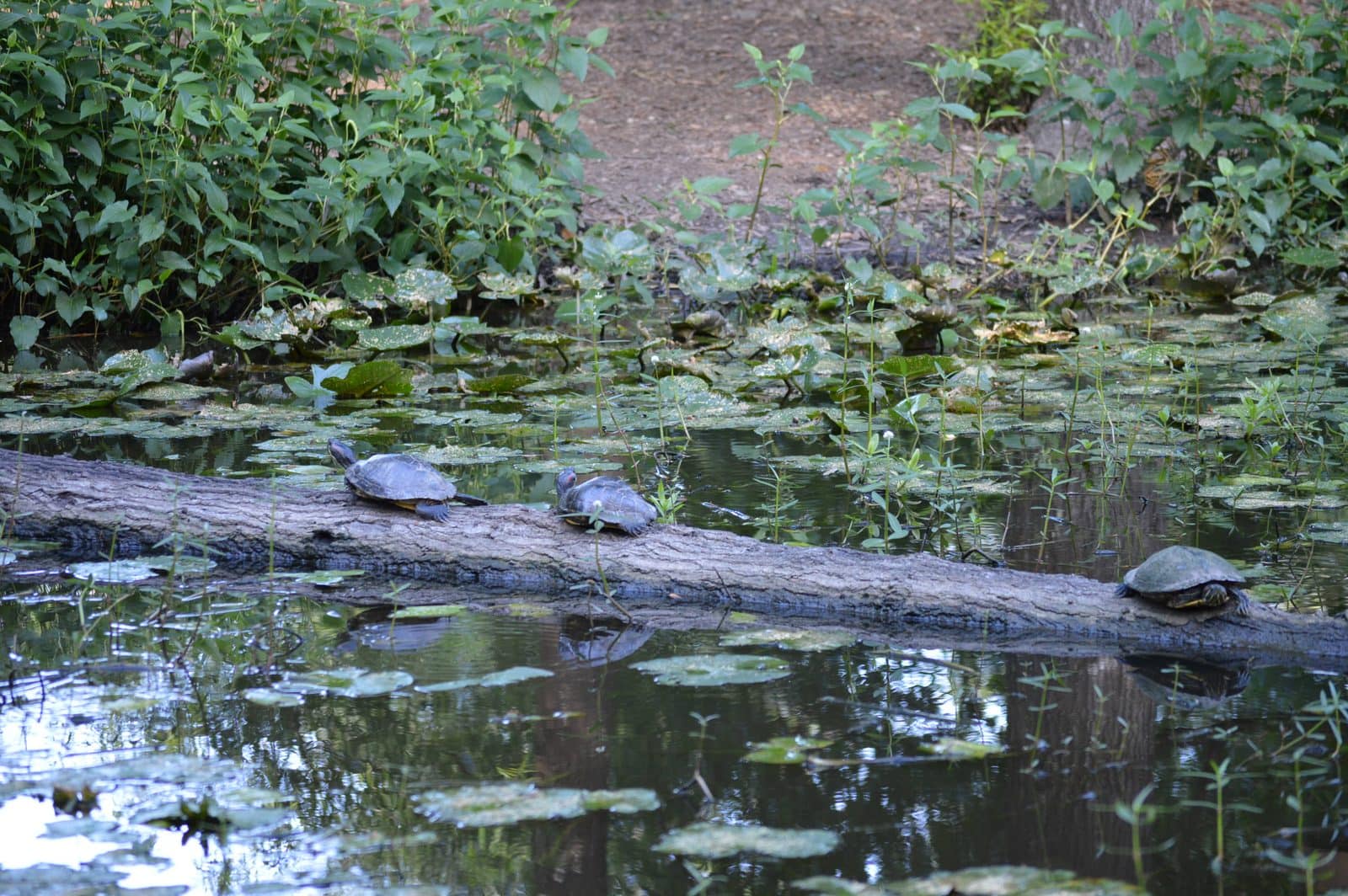 5535_Houston-Arboretum-44