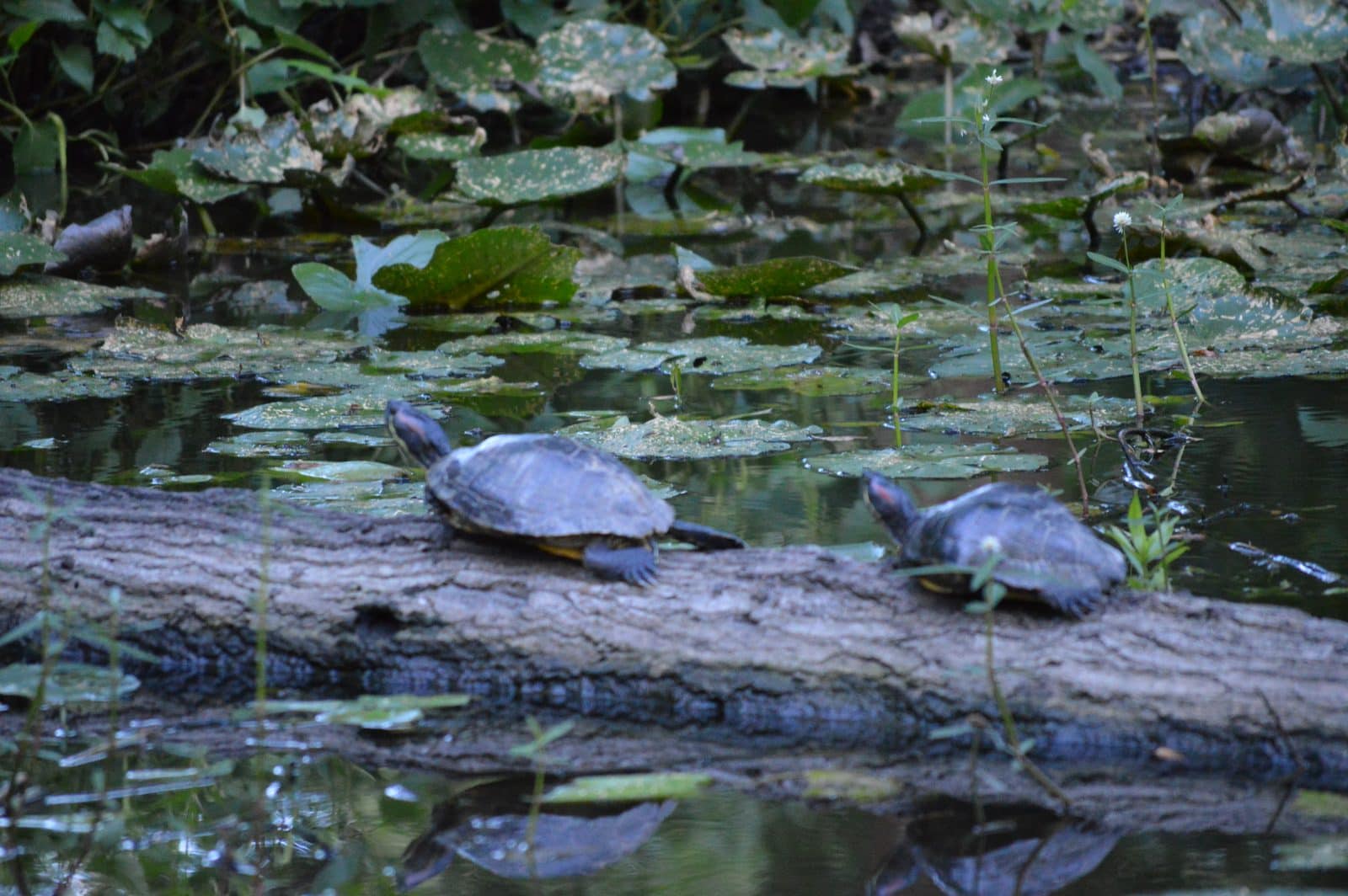 5535_Houston-Arboretum-45