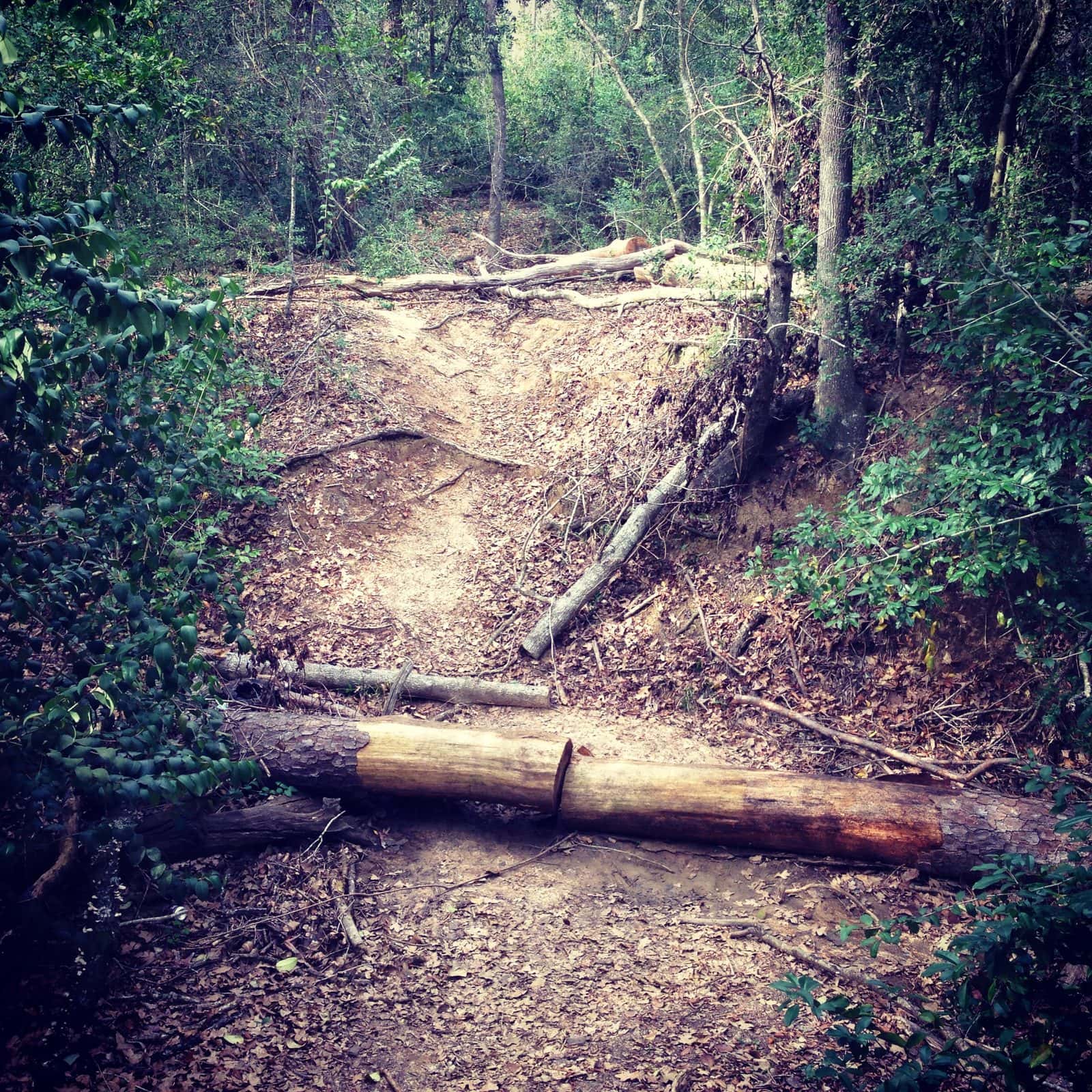 5535_Houston-Arboretum-and-Nature-Center-10