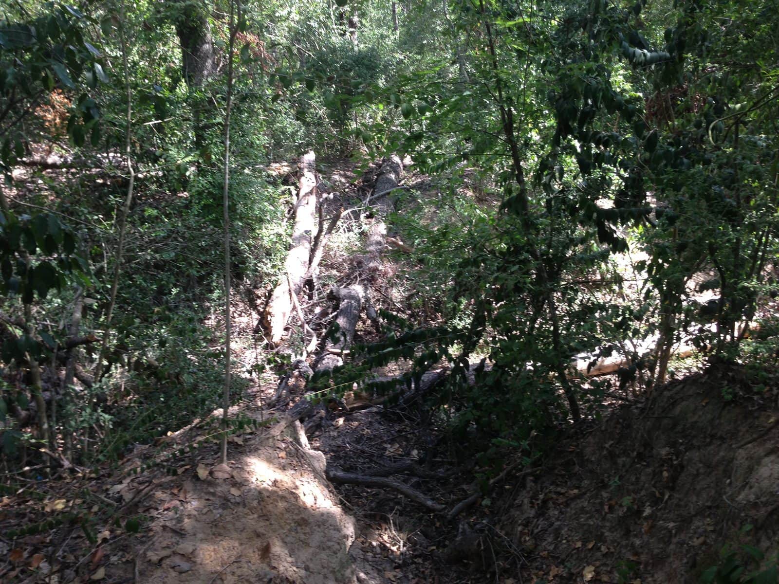 5535_Houston-Arboretum-and-Nature-Center-20