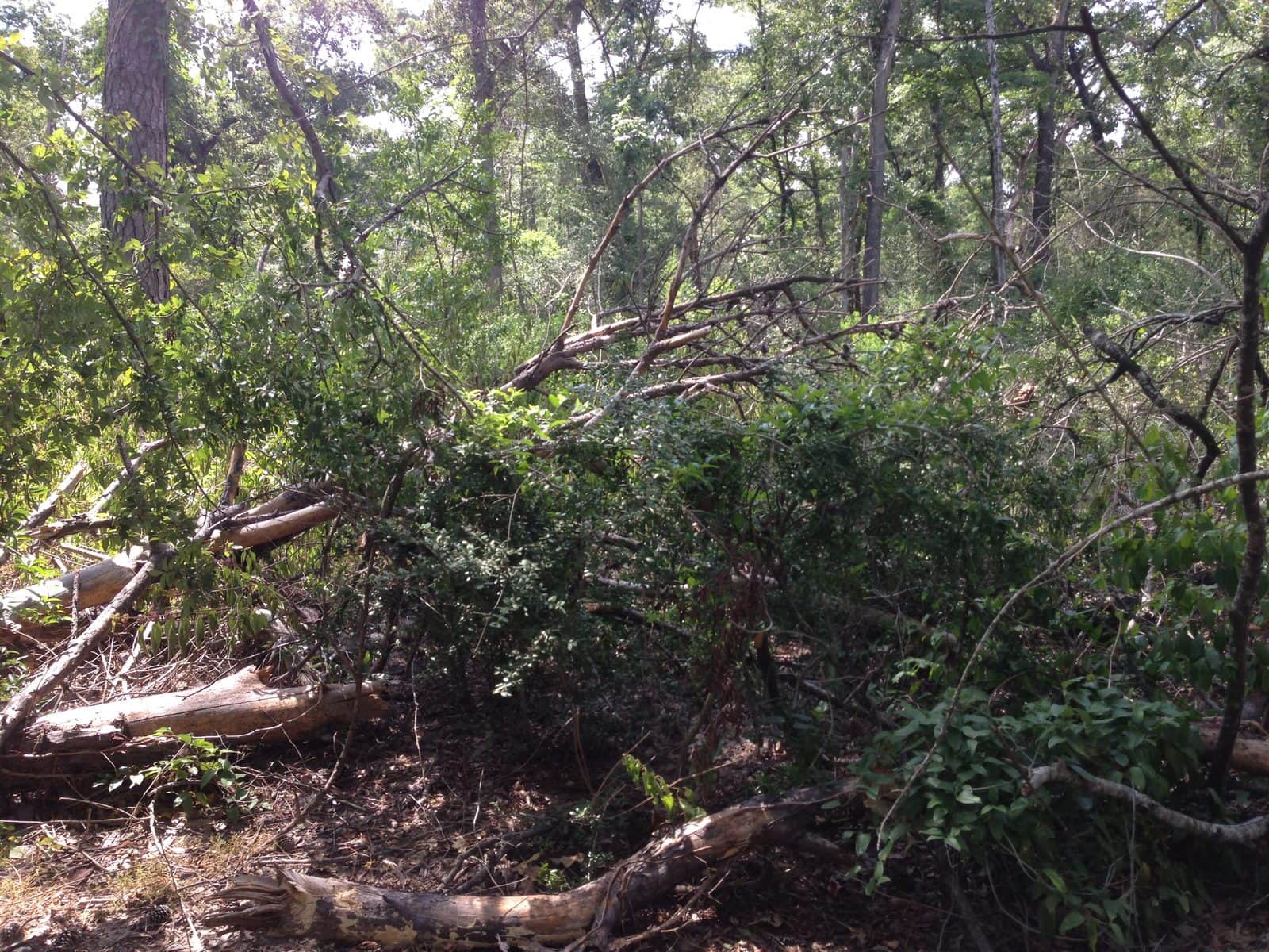 5535_Houston-Arboretum-and-Nature-Center-21