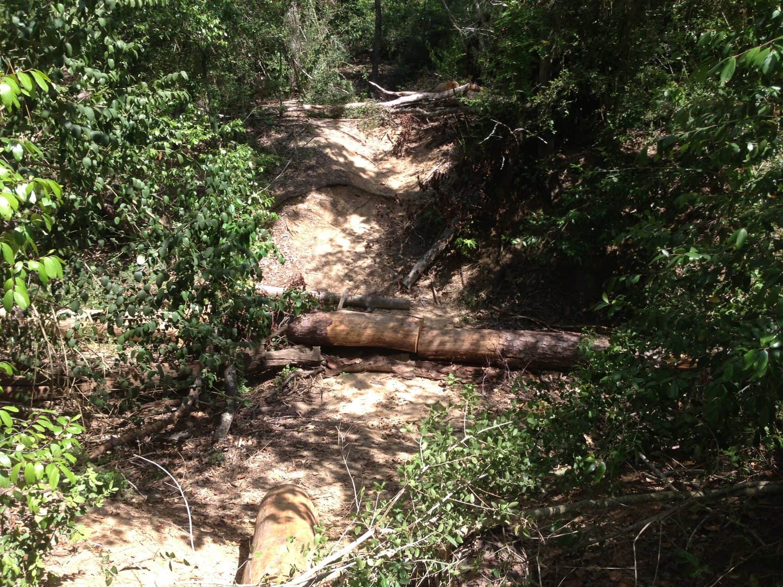 5535_Houston-Arboretum-and-Nature-Center-22