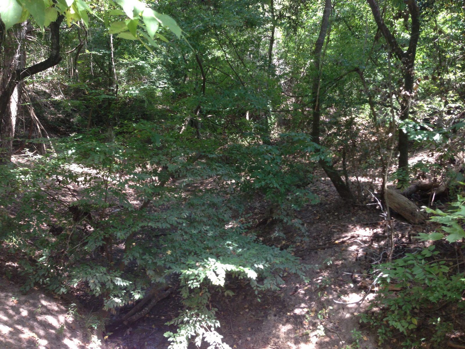 5535_Houston-Arboretum-and-Nature-Center-32